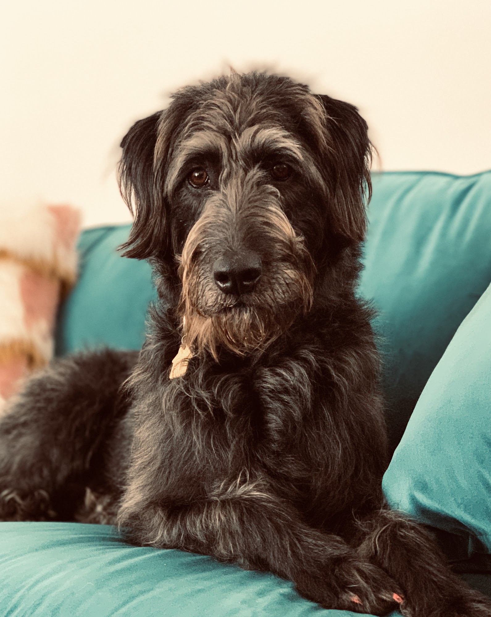 Woodlands Doggie Village - Board Play Spa Spring