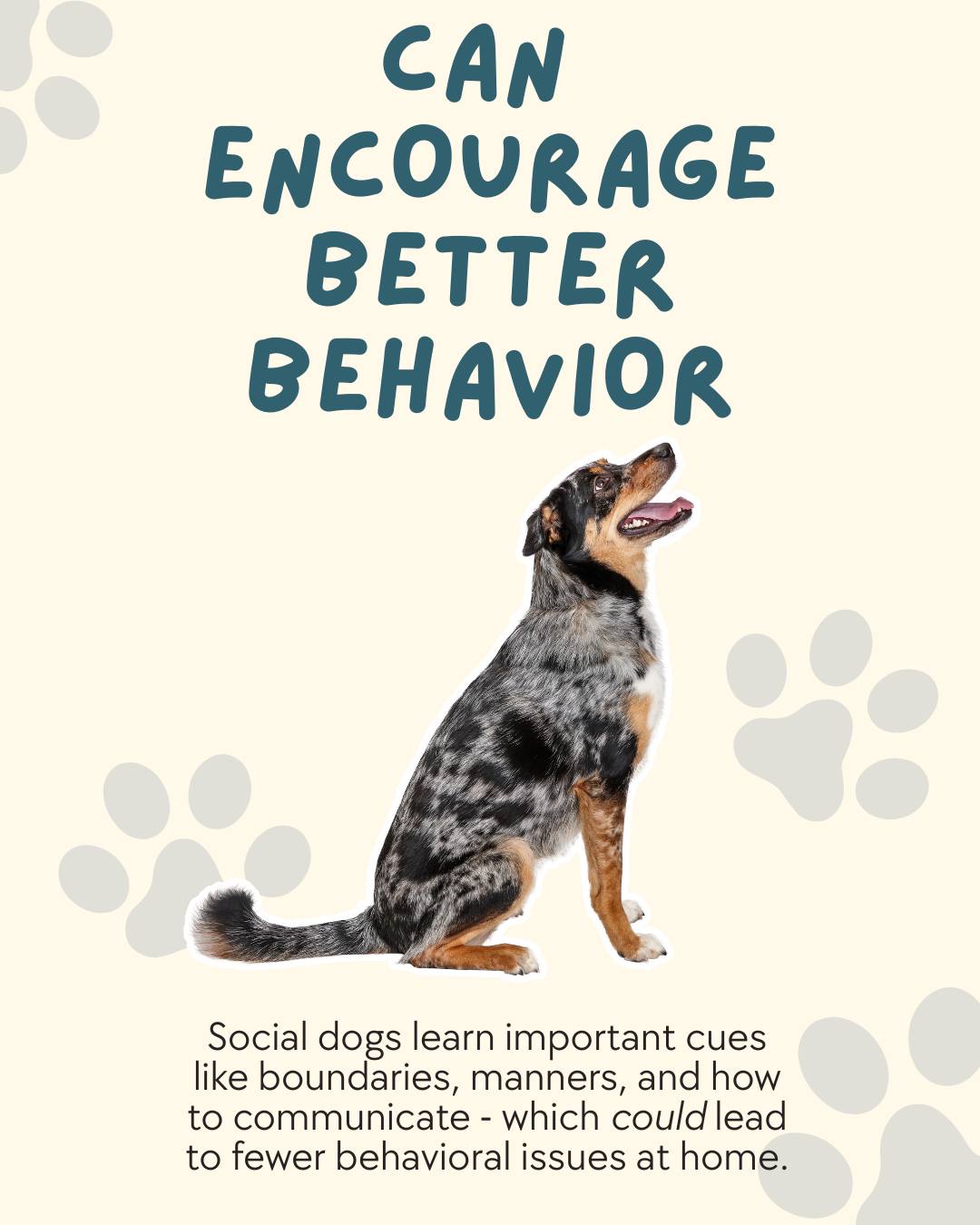 Pawtown Pet Boarding Spring