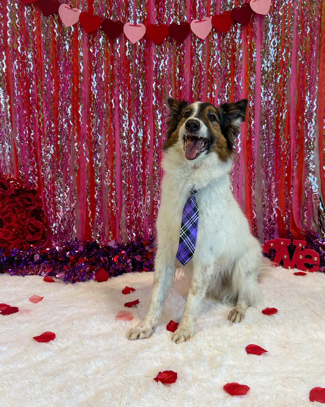 PetSuites Spring Rayford Spring