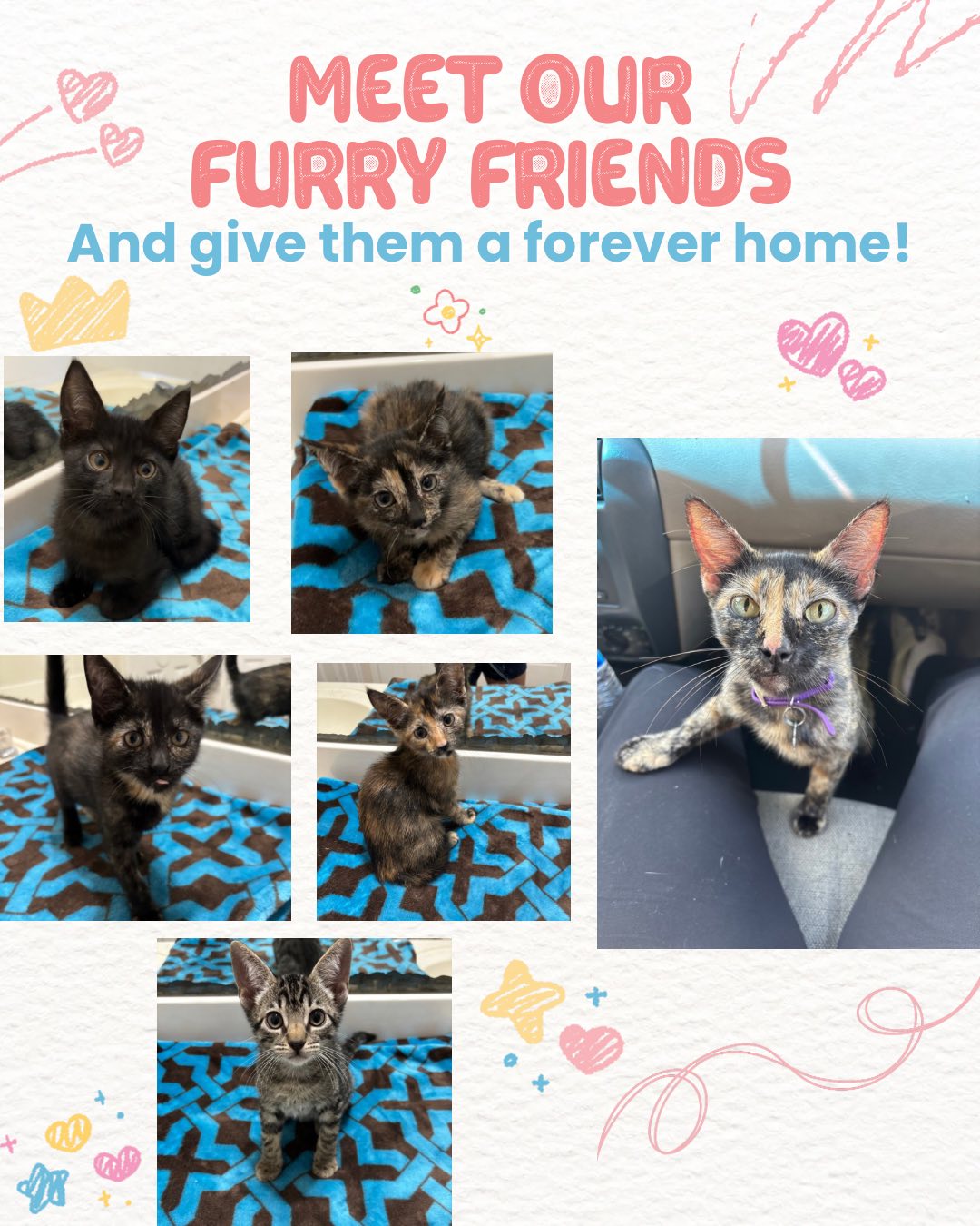 Cole Veterinary Hospital at Harmony Spring