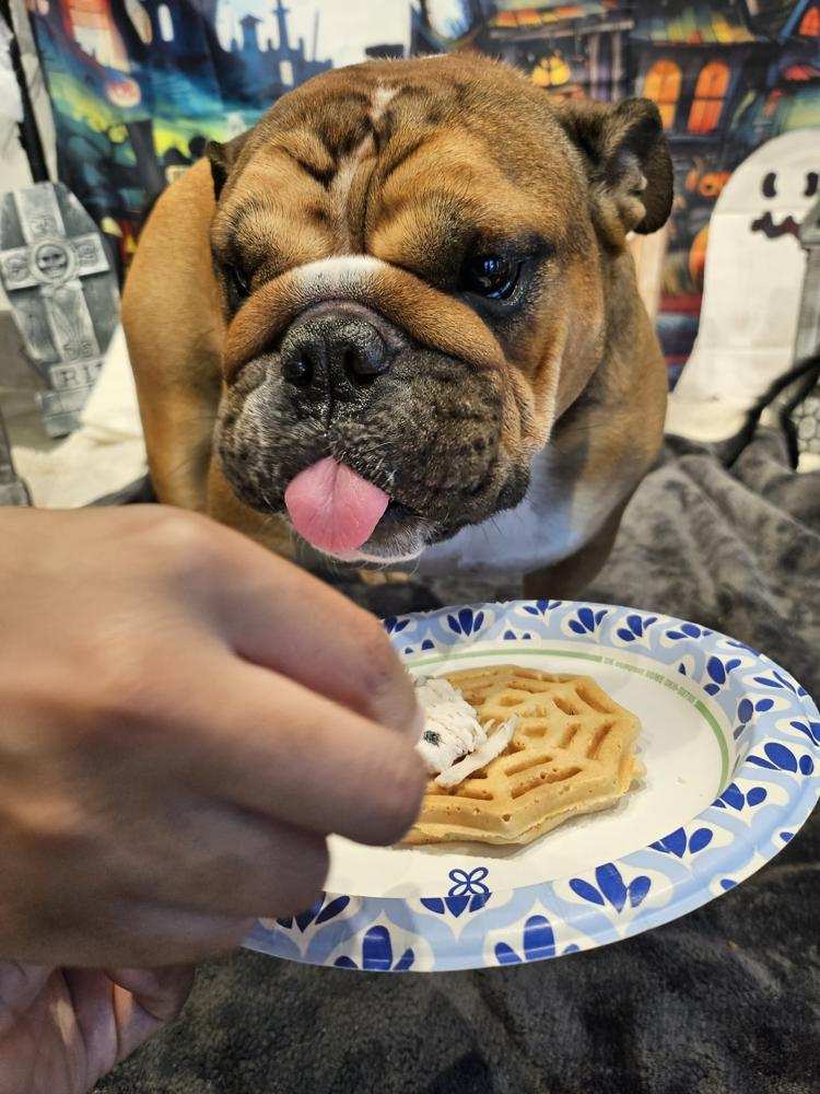 PetSuites Spring Klein Spring