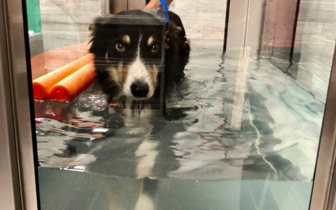 Animal Crackers Spring