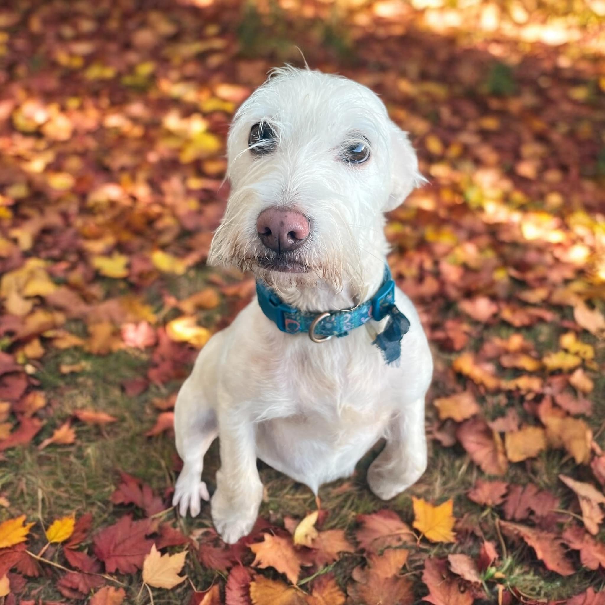 Animal Crackers Spring