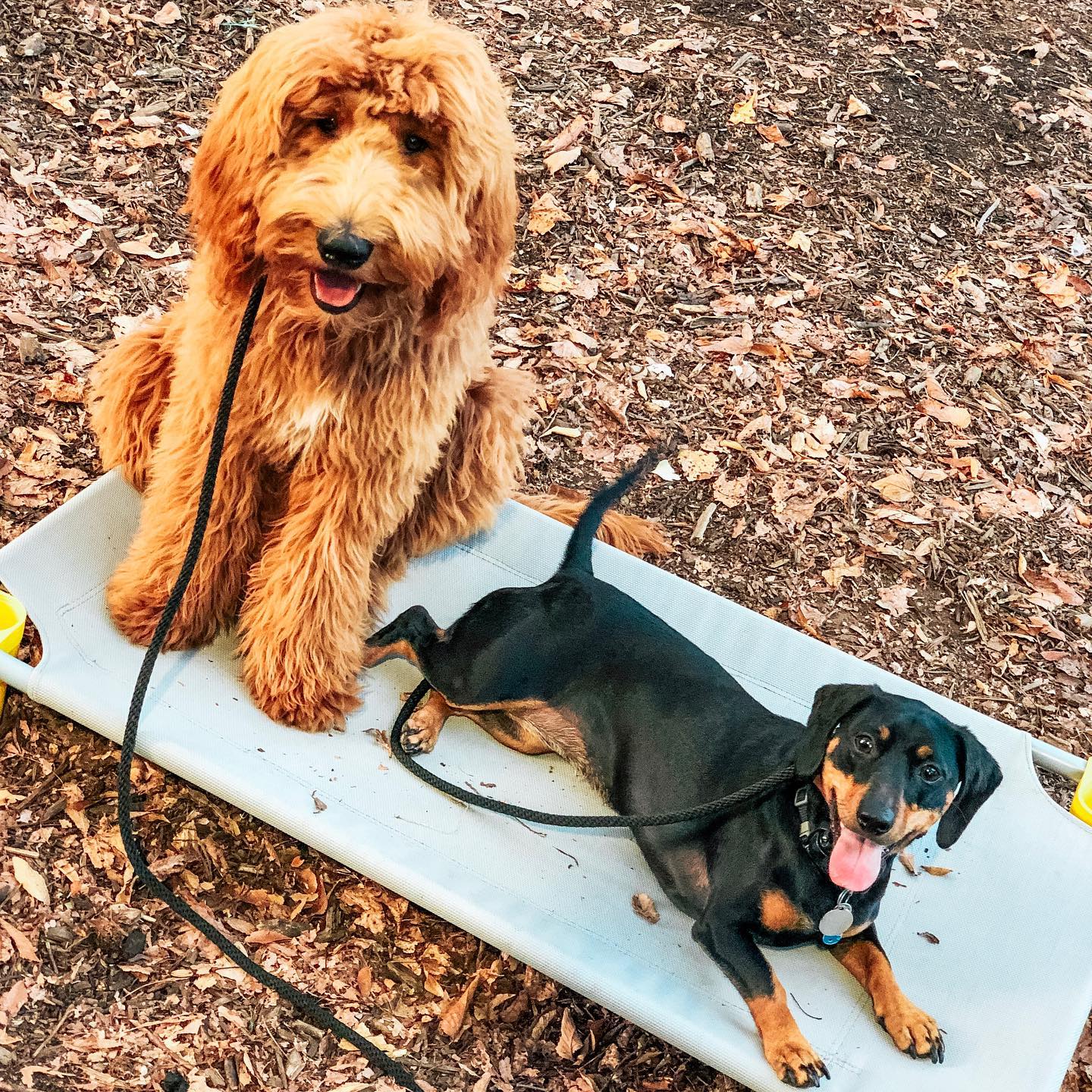 Freedom K9 Dog Training Spring