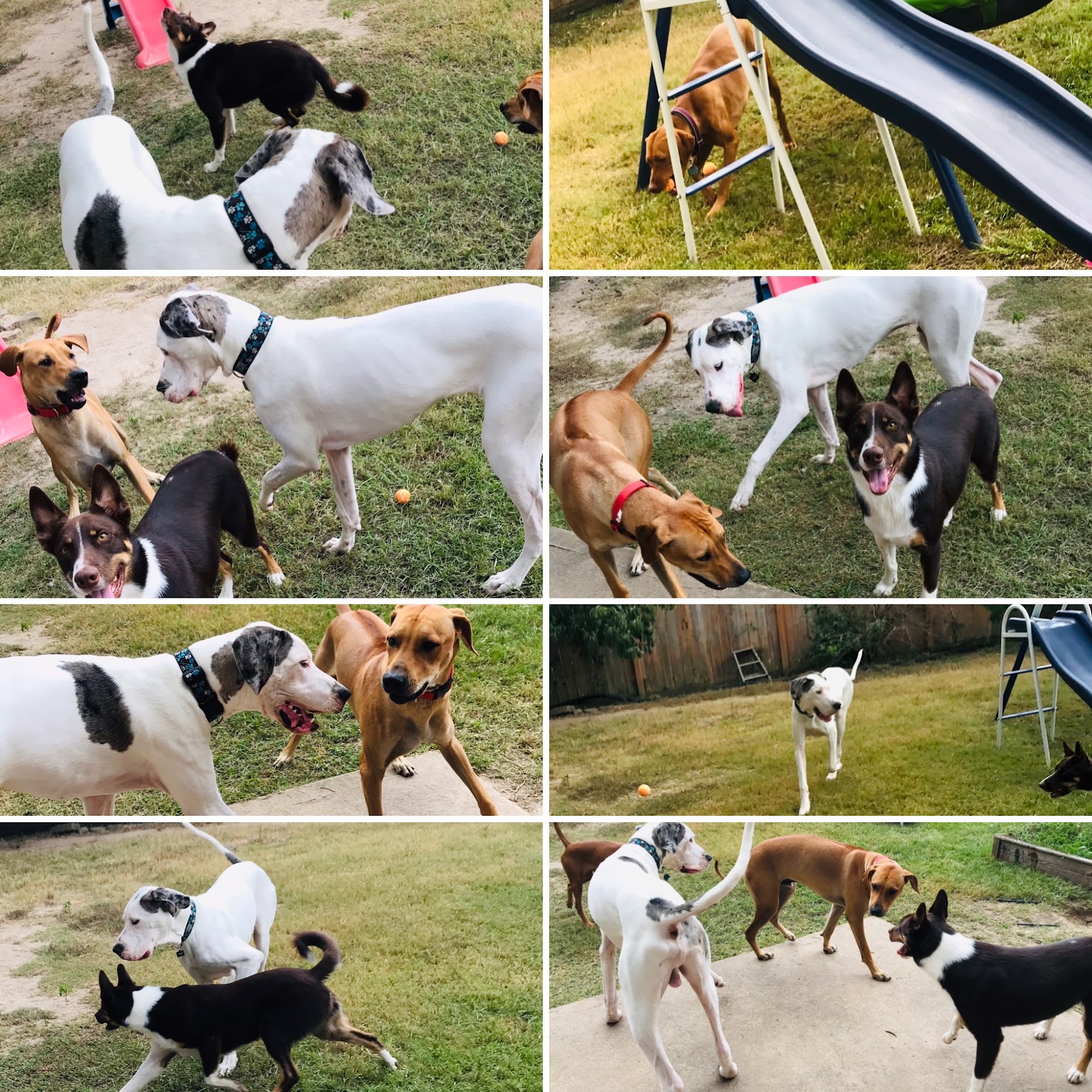 My Heart Is For Paws Spring