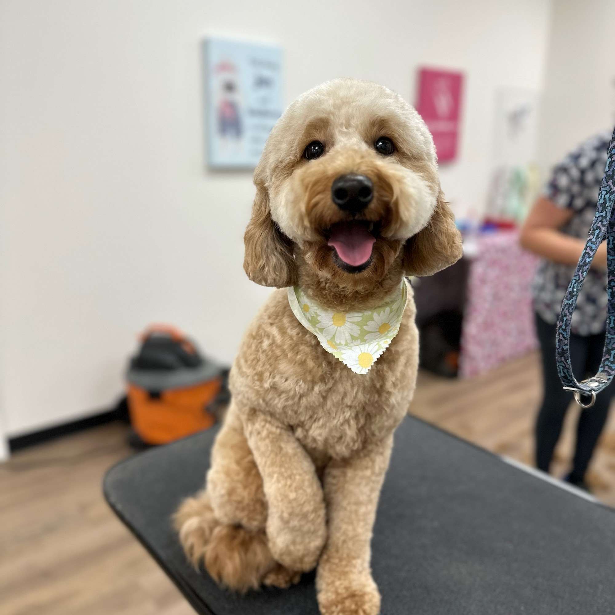 Woof Gang Bakery & Grooming Gleannloch Farms Spring
