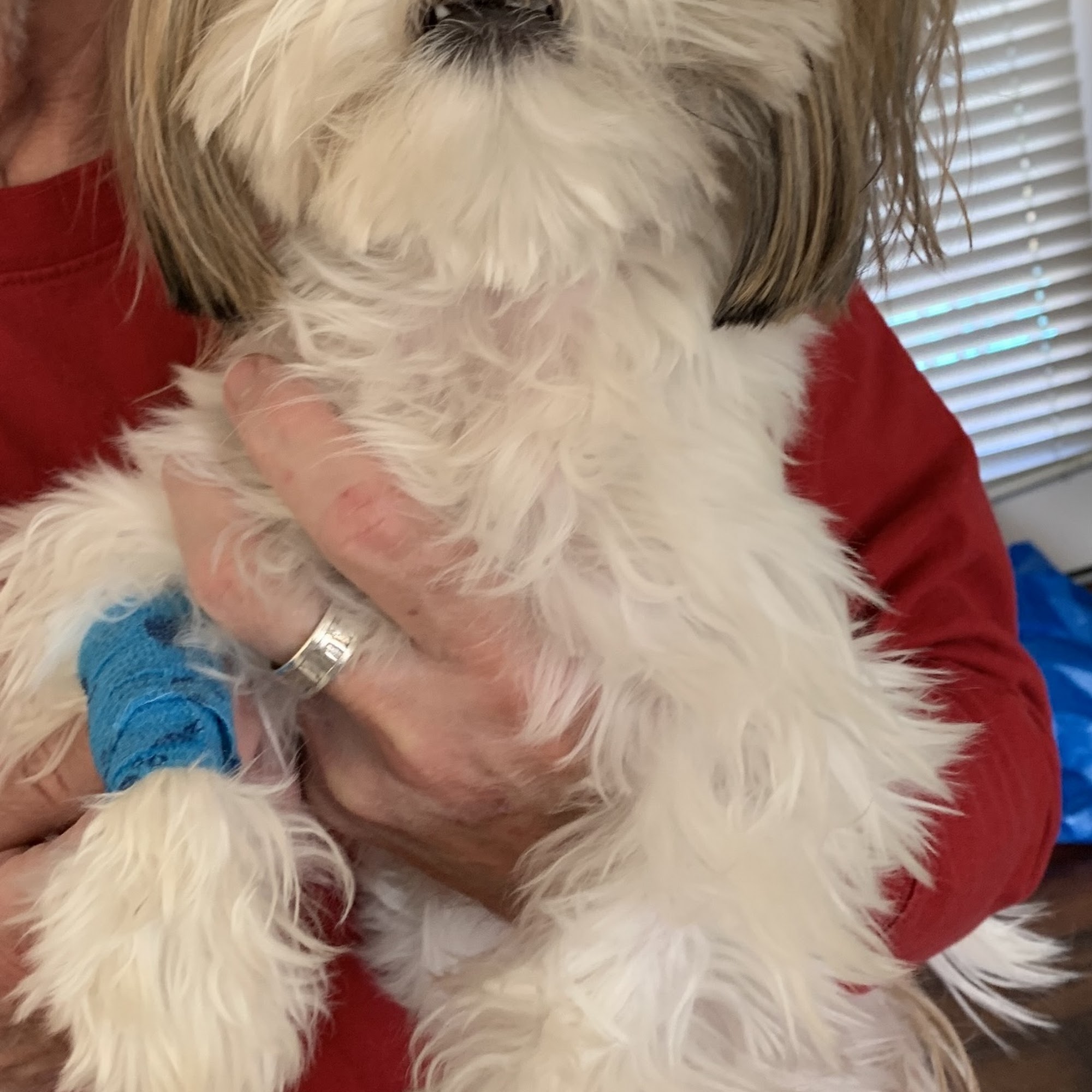 A Couple of Vets Spring