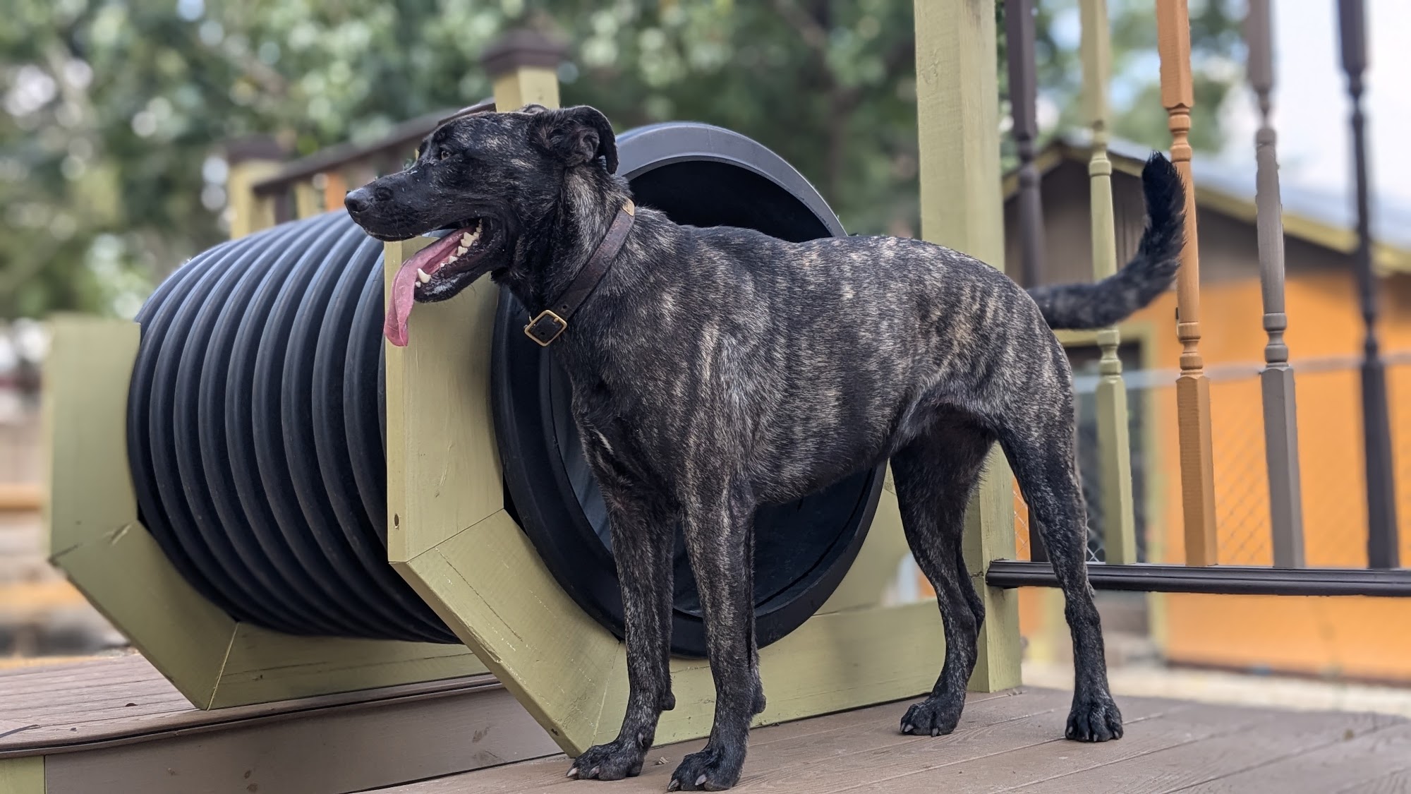 Barks & Recreation Pet Suites Spring