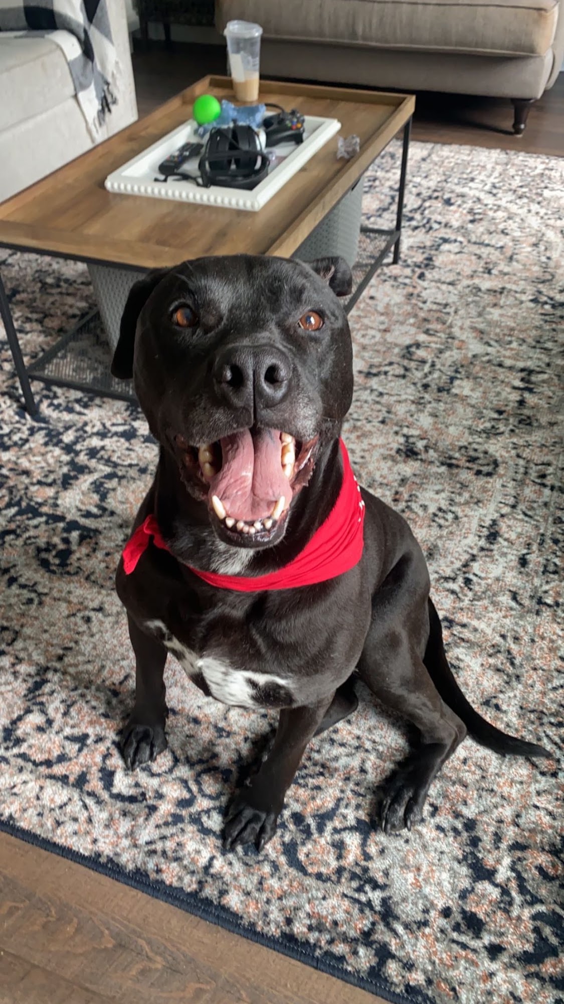 Dependable K9 Dog Training Spring