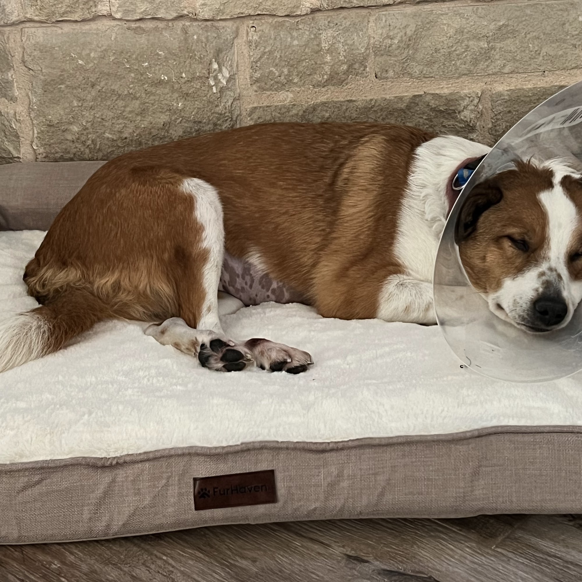 Walnut Creek Veterinary Hospital Springtown