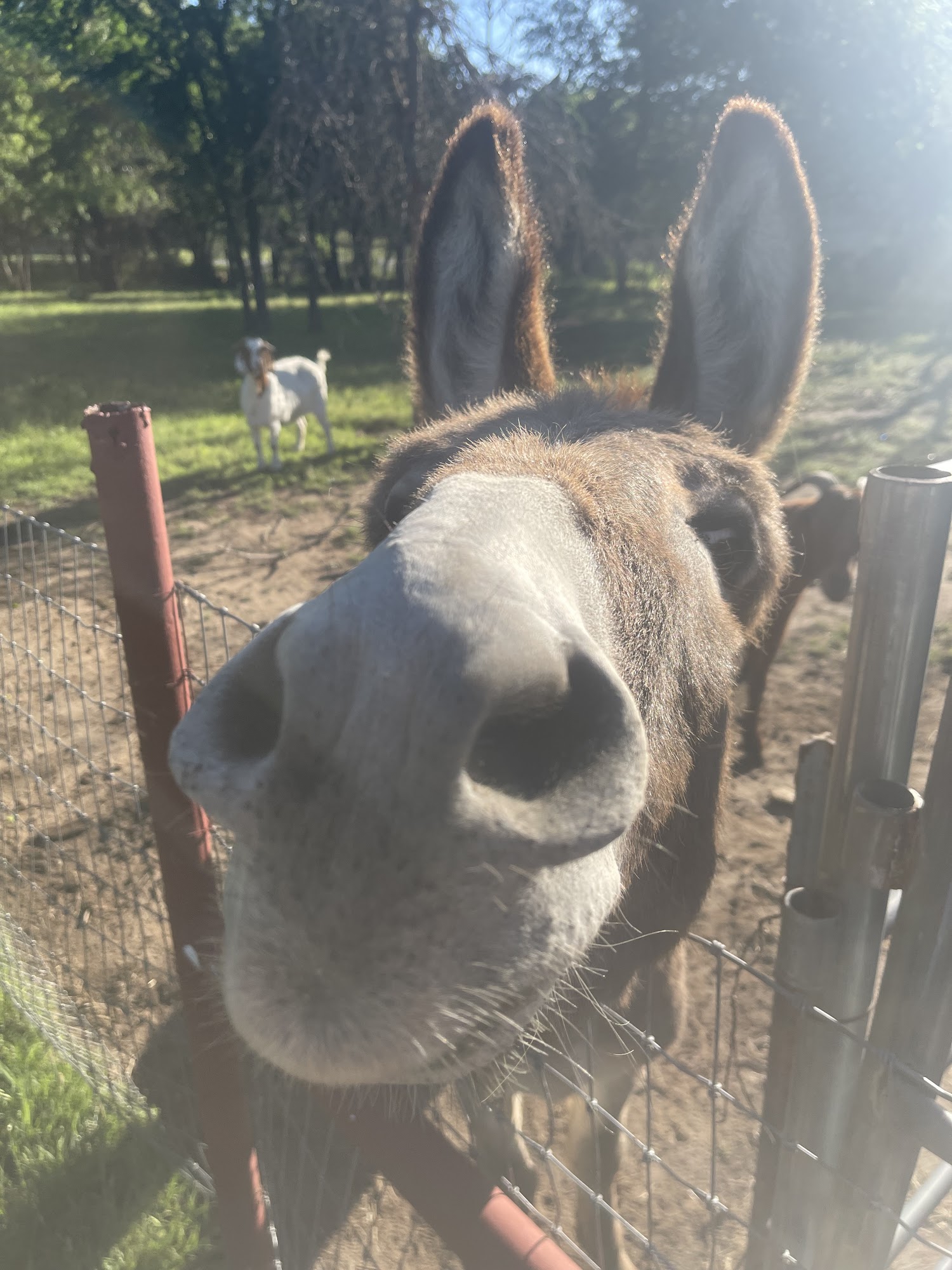 Elite Equine & Small Animal Springtown