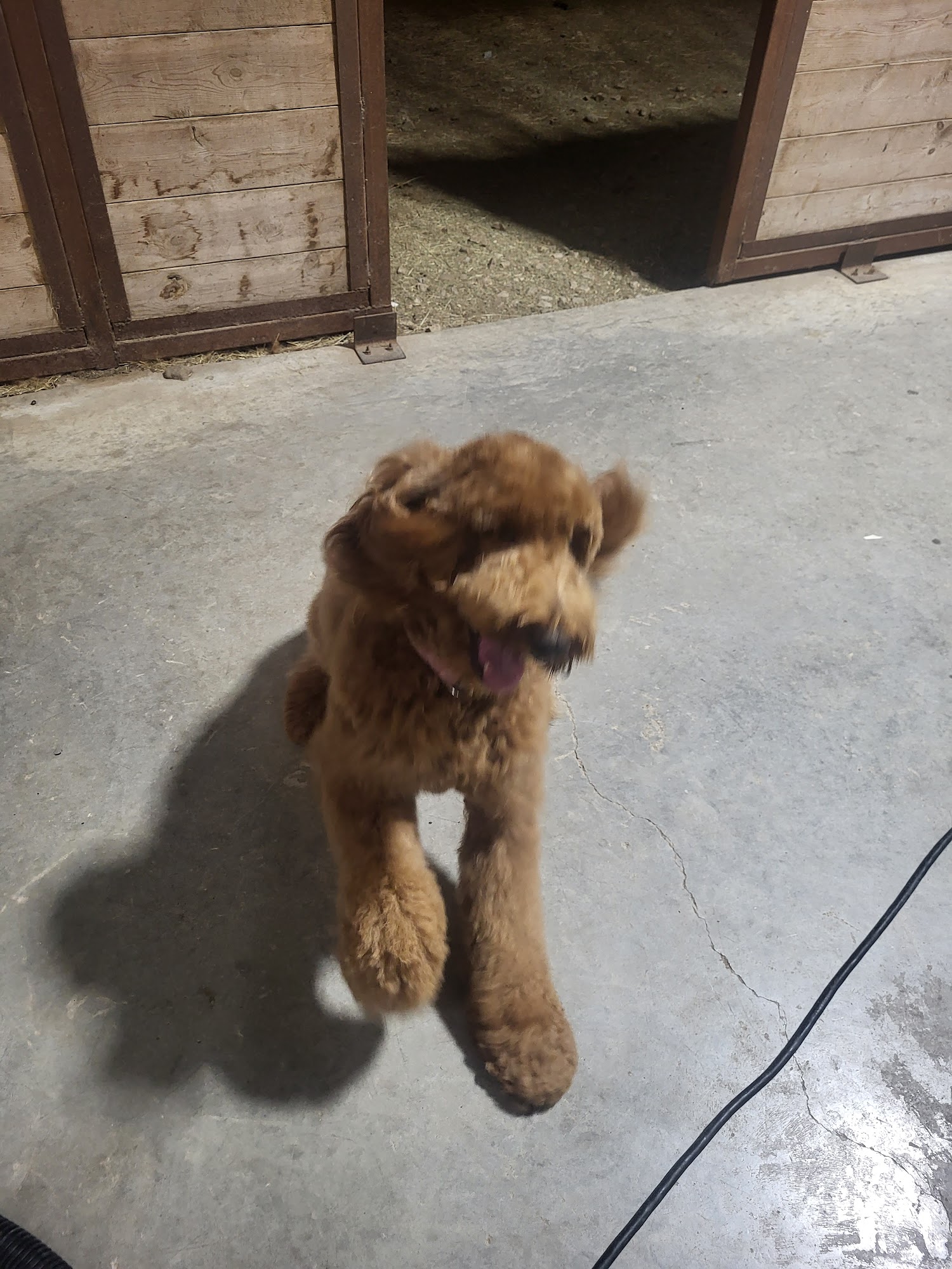 The Dog House Pet Salon Springtown