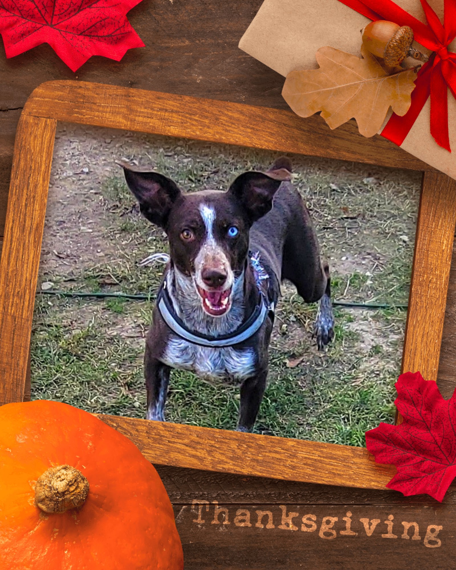 Herd & Home Pet Services llc Springtown