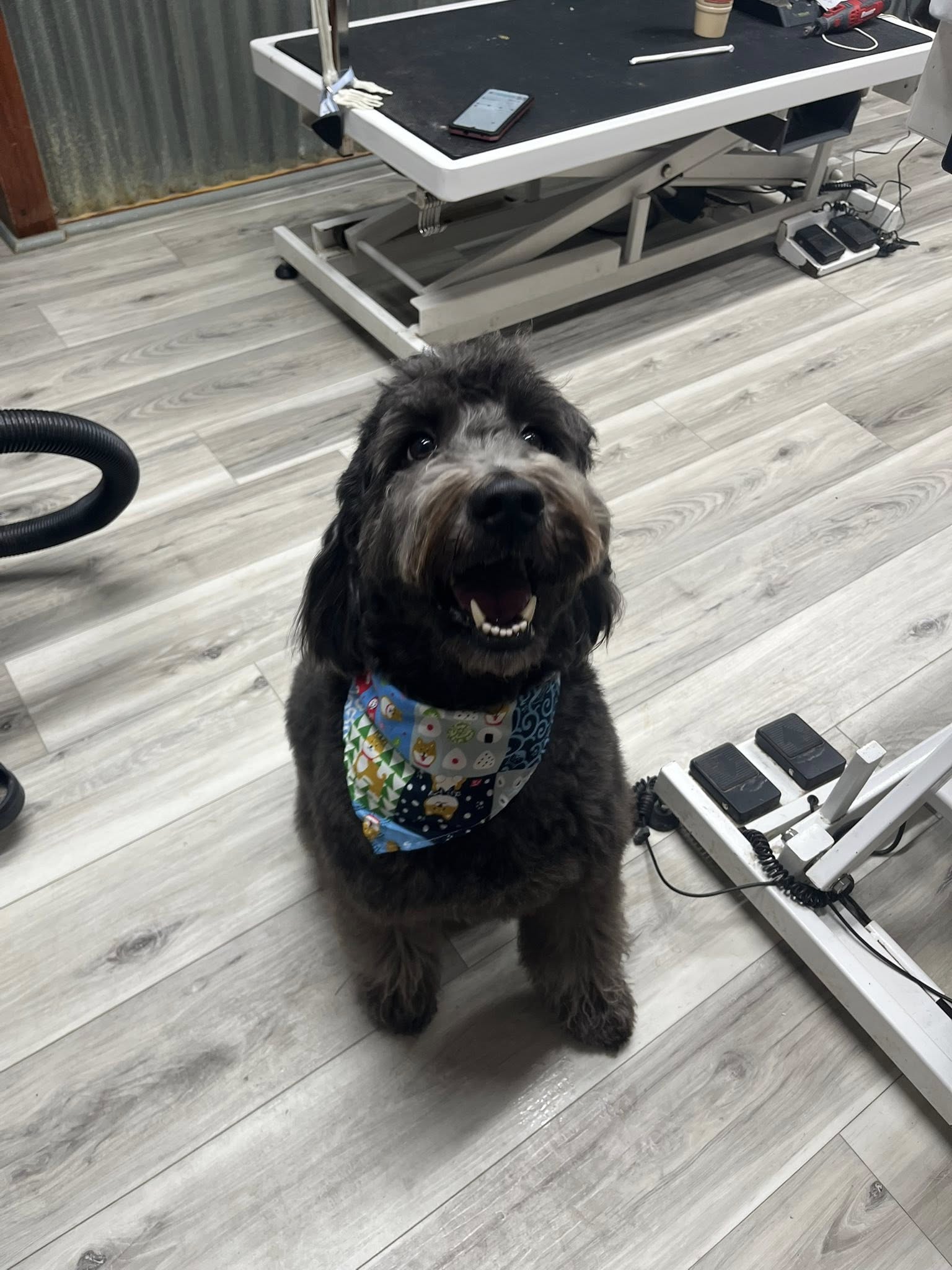 Country Pup's Grooming Salon Springtown