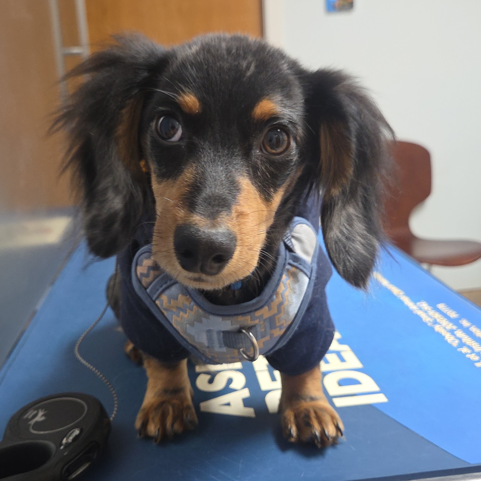 Stafford Veterinary Clinic Stafford