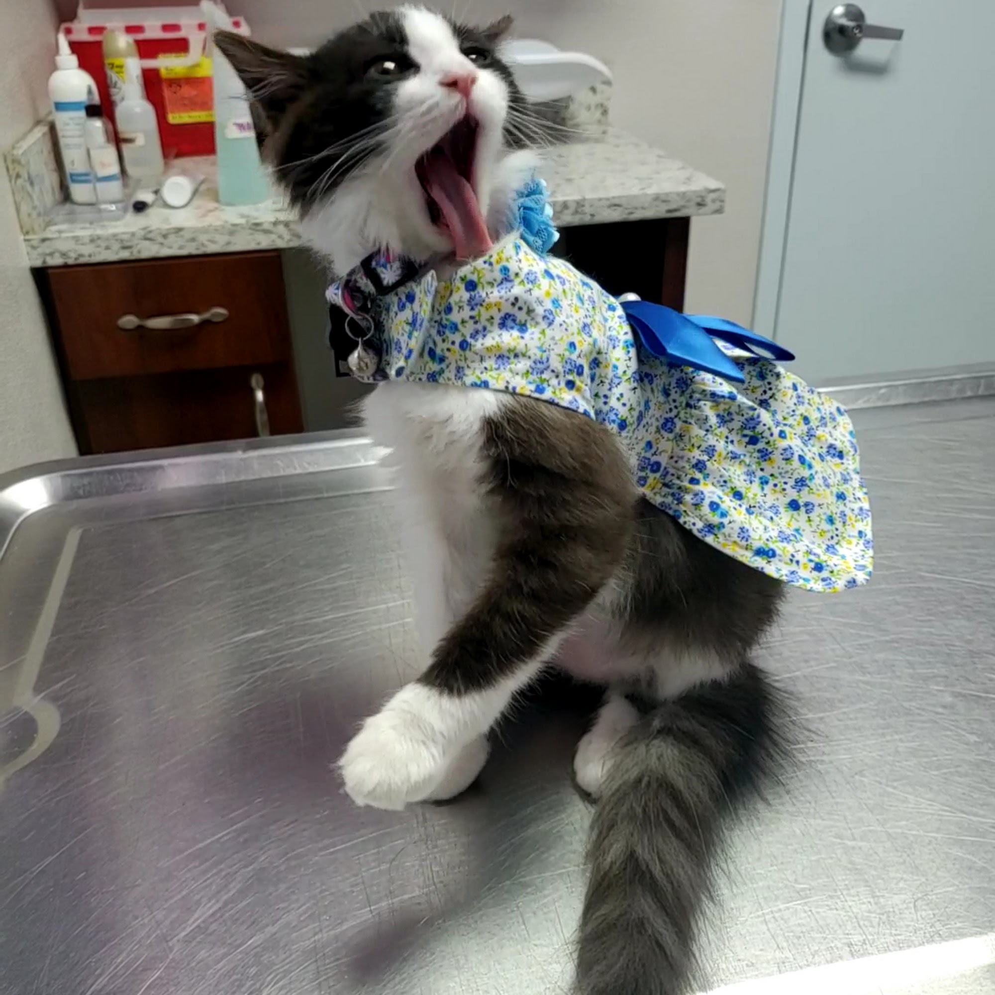 Economy Pet Clinic Stafford