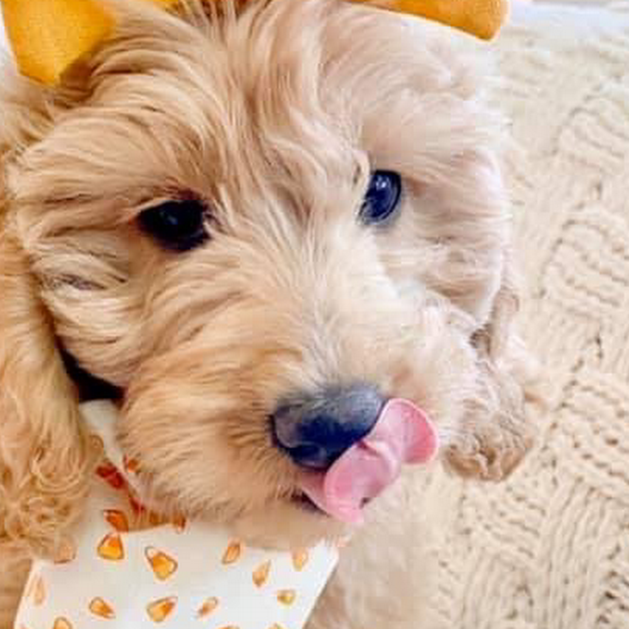 Pawllywood Pet Spa Stafford