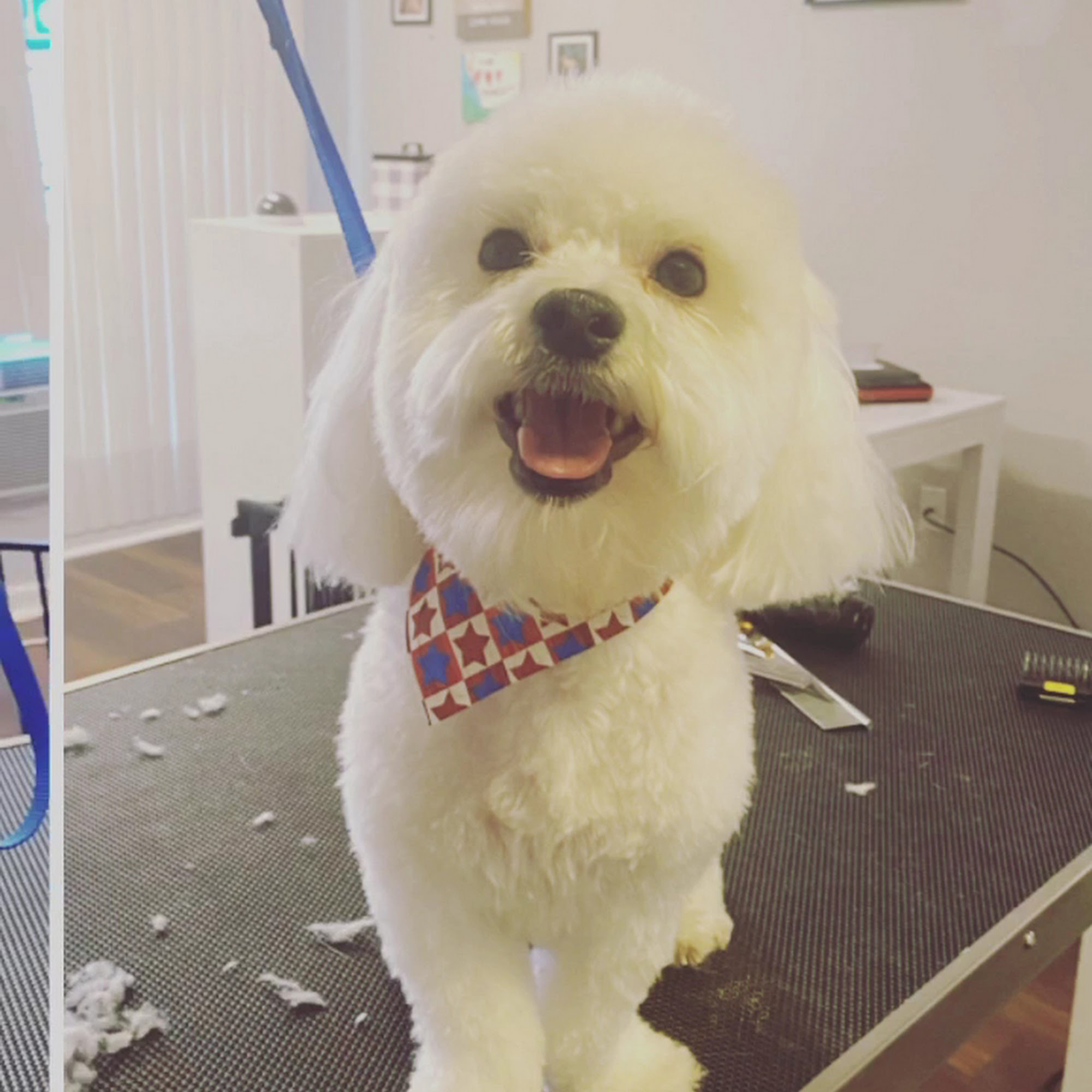 Malinois and More Pet grooming Stafford