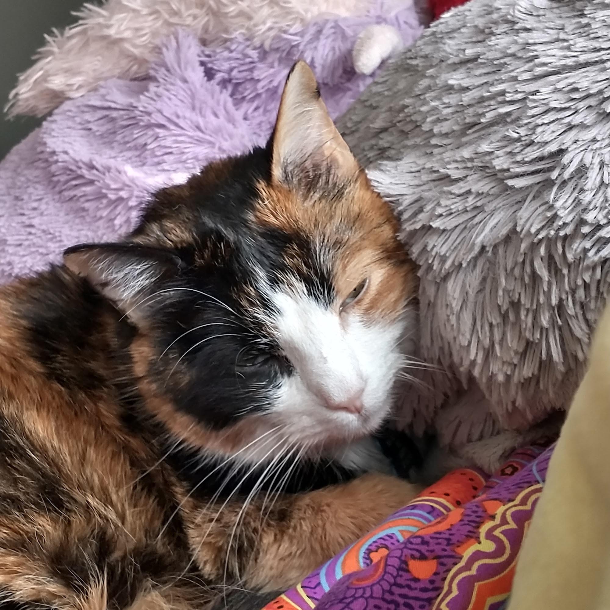 River North Small Animal Hospital Stephenville