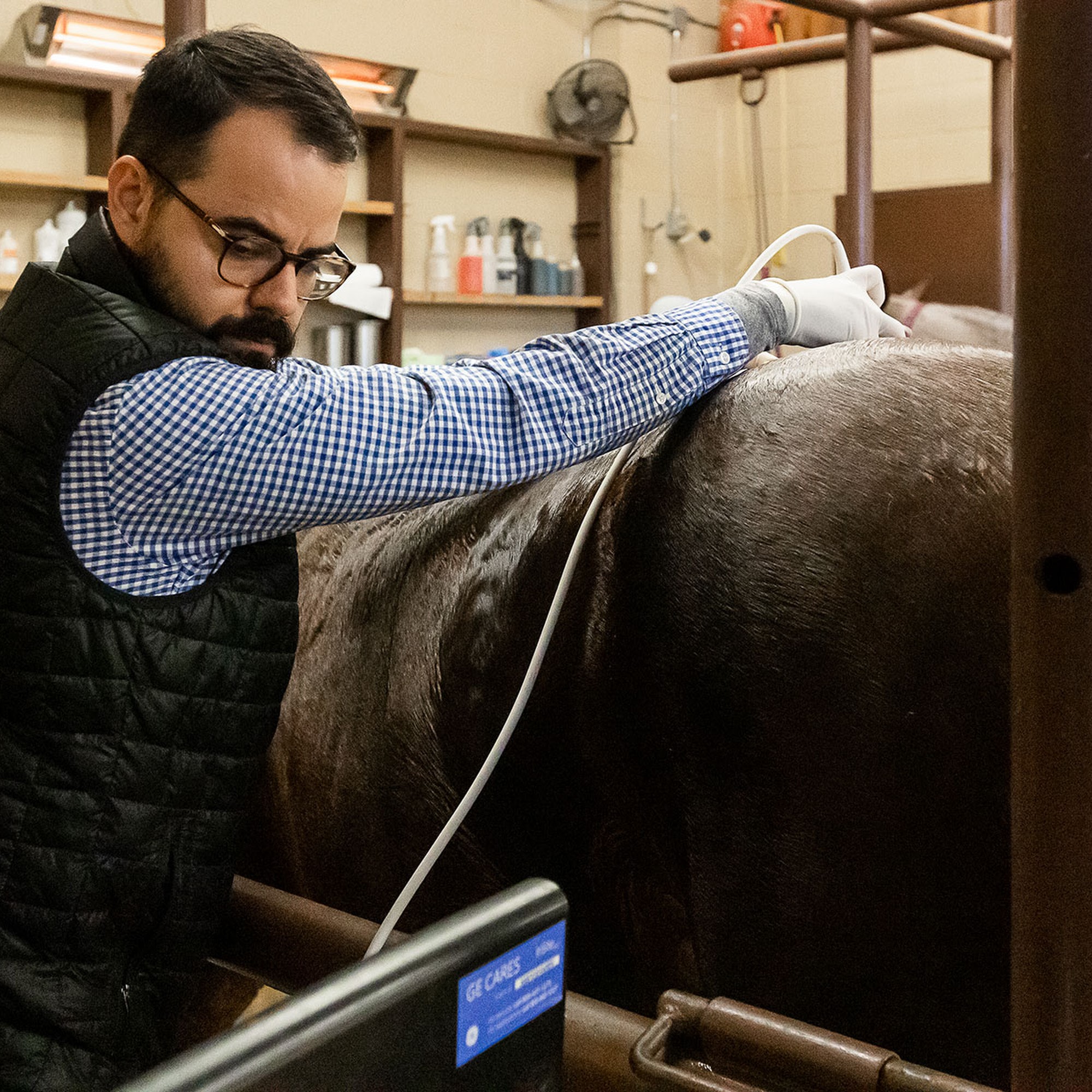 Signature Equine Hospital Stephenville