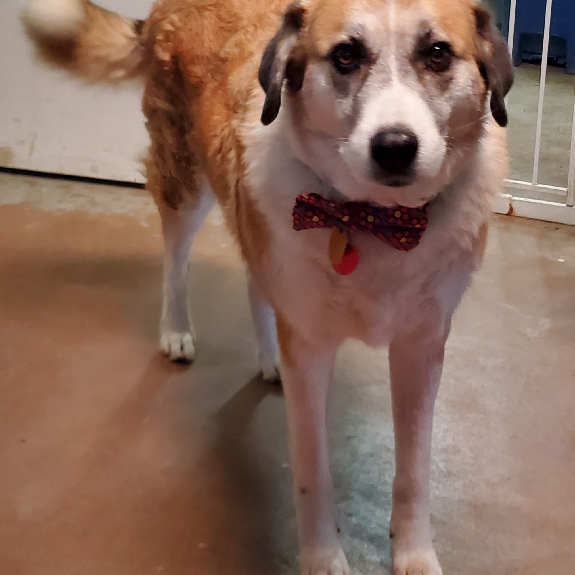 Erath County Humane Society Stephenville