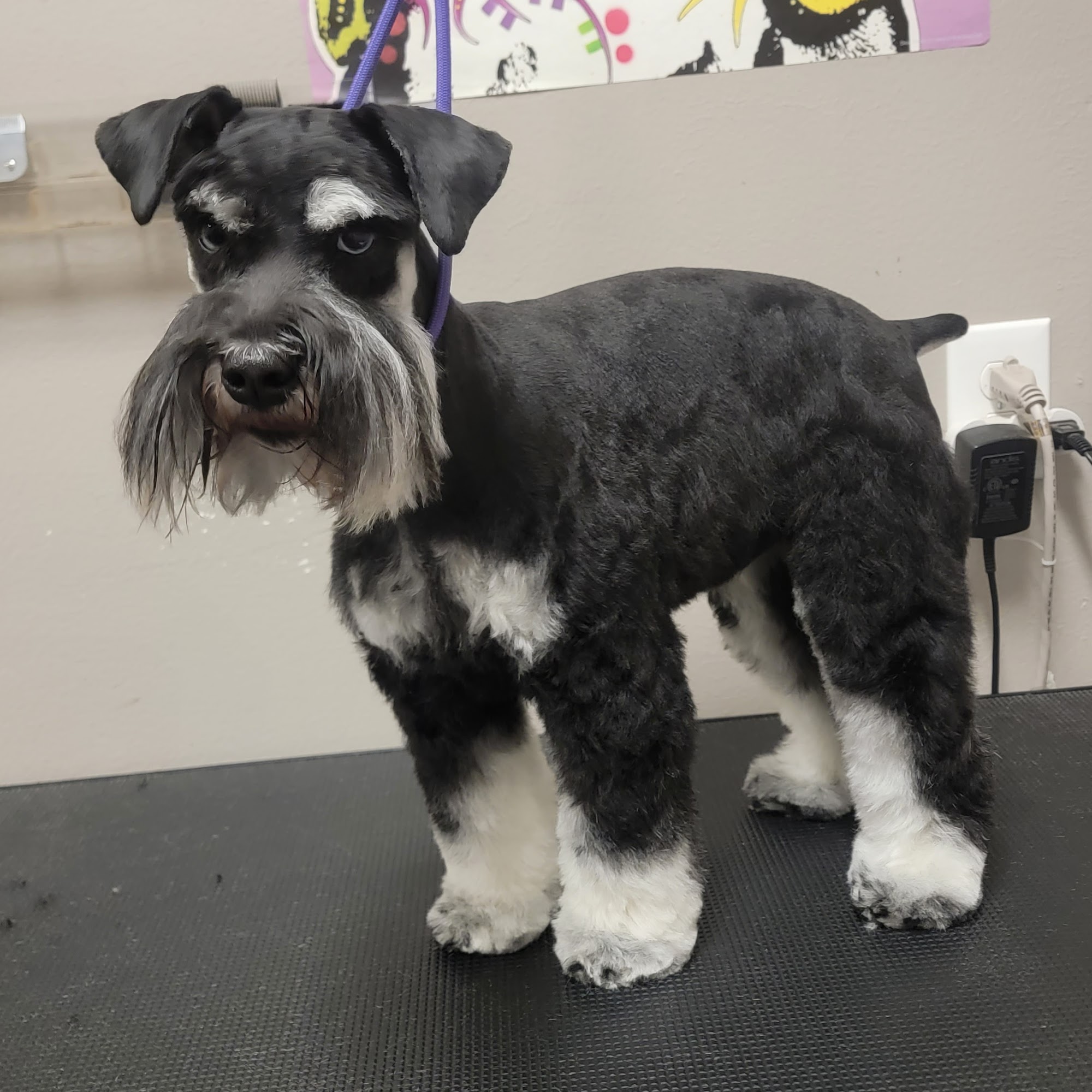 Pawsitively Perfect Grooming Stephenville