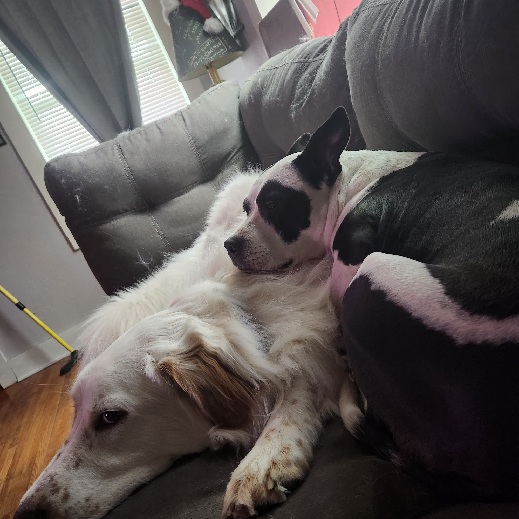 Doggie day care stephenville tx Stephenville