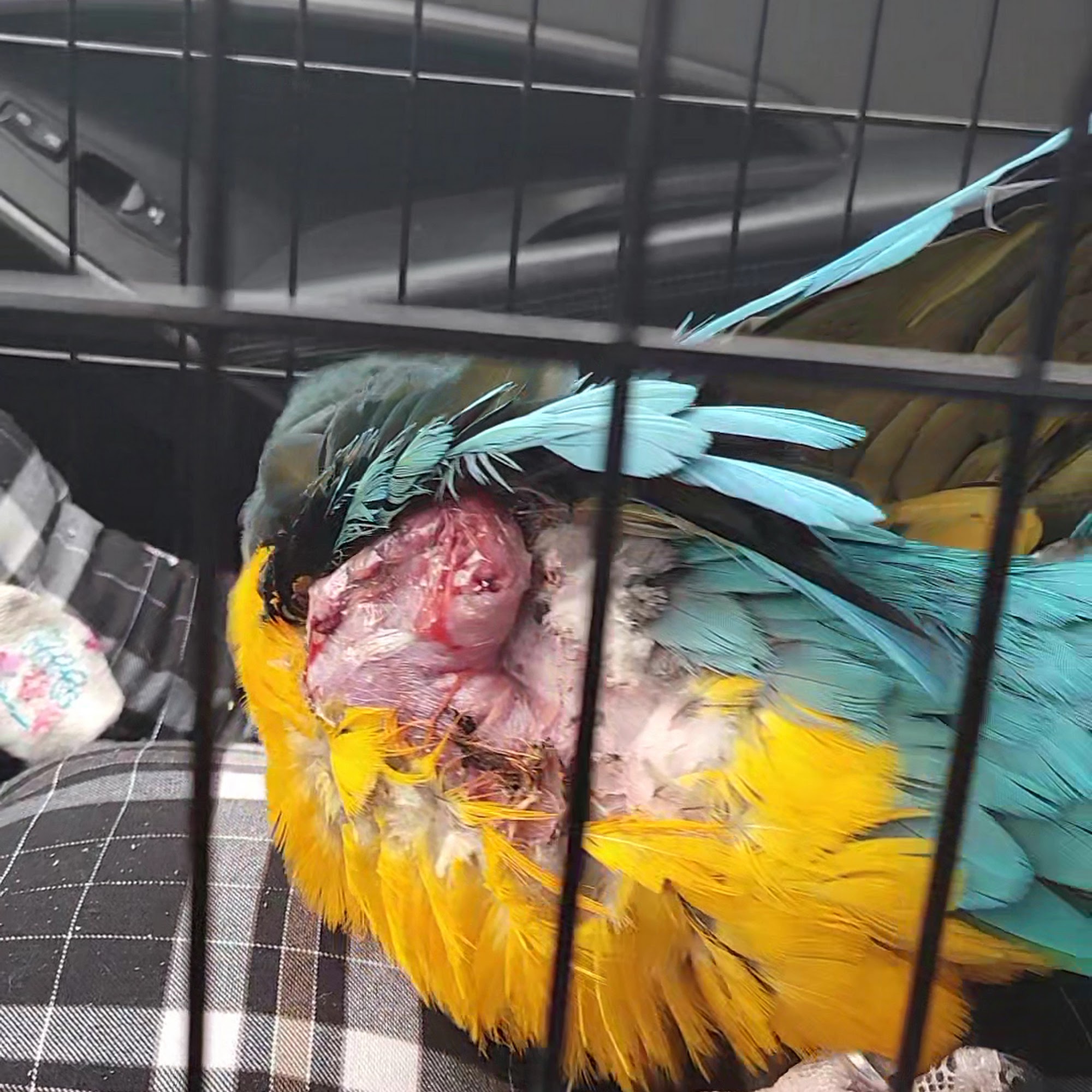 ABC Animal & Bird Clinic Sugar Land