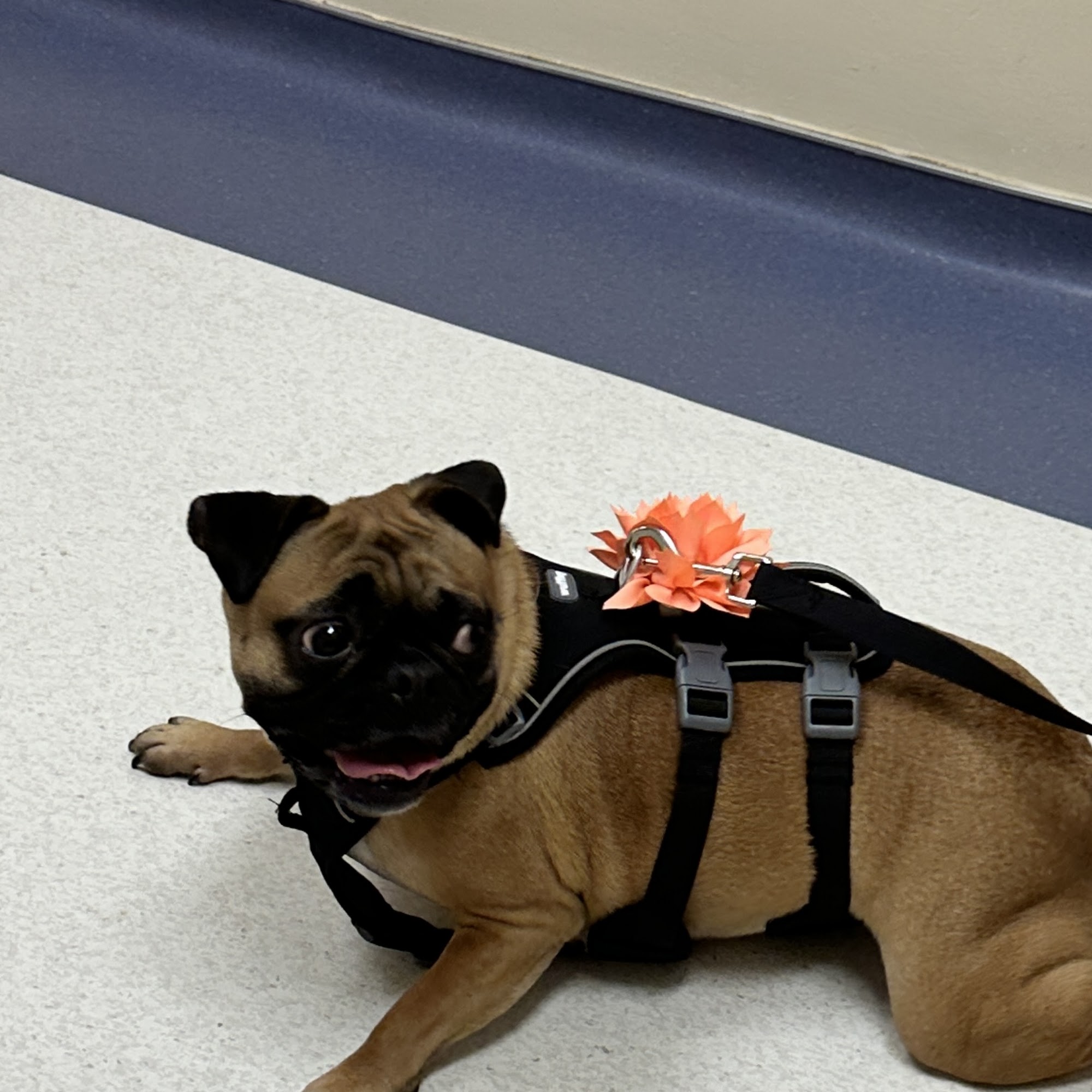 Sugar Land Pet Hospital Sugar Land