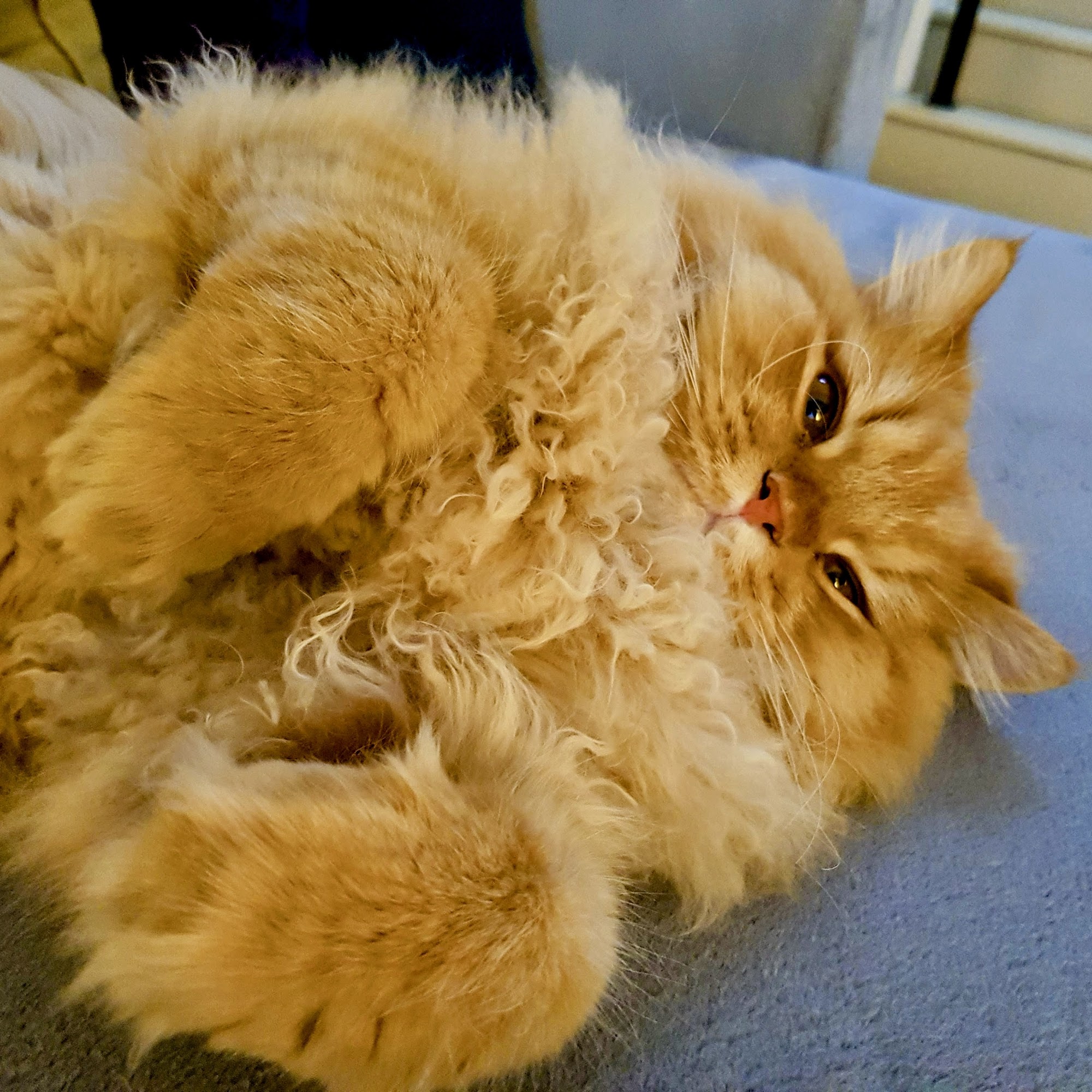 Houston Animal Hospital Sugar Land