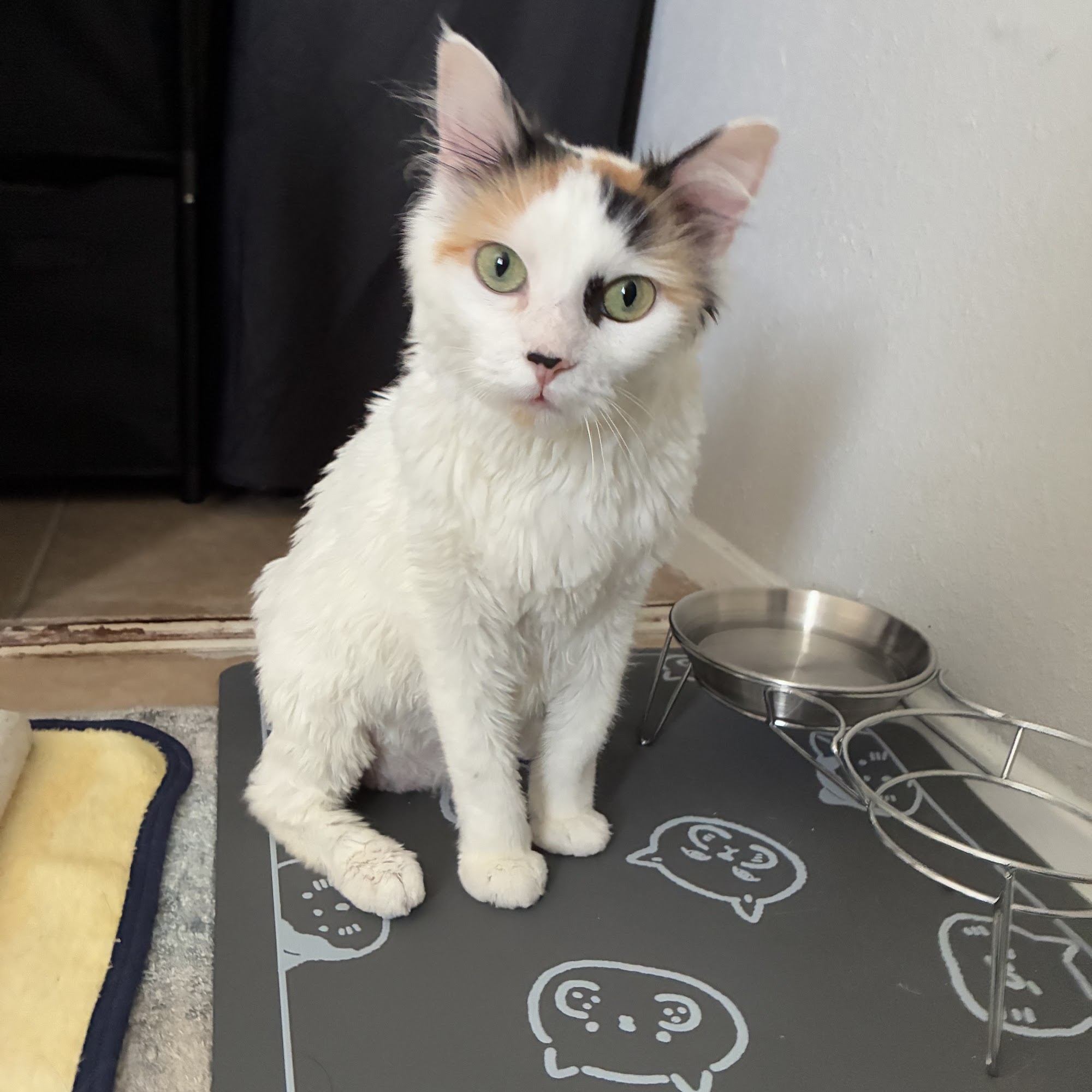 Kreativ Pet Klips Sugar Land