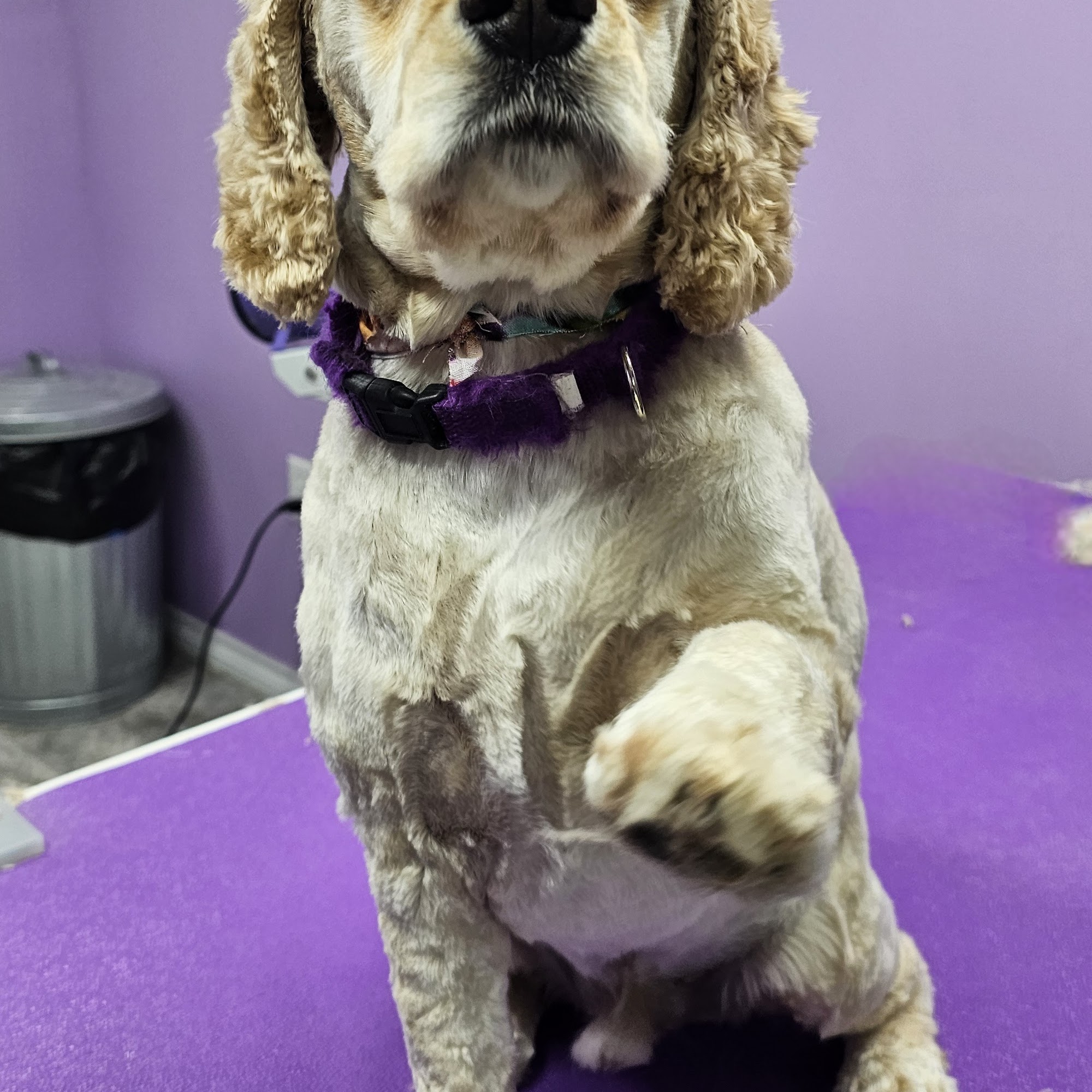 Old Dirty Dog Grooming Sulphur Springs