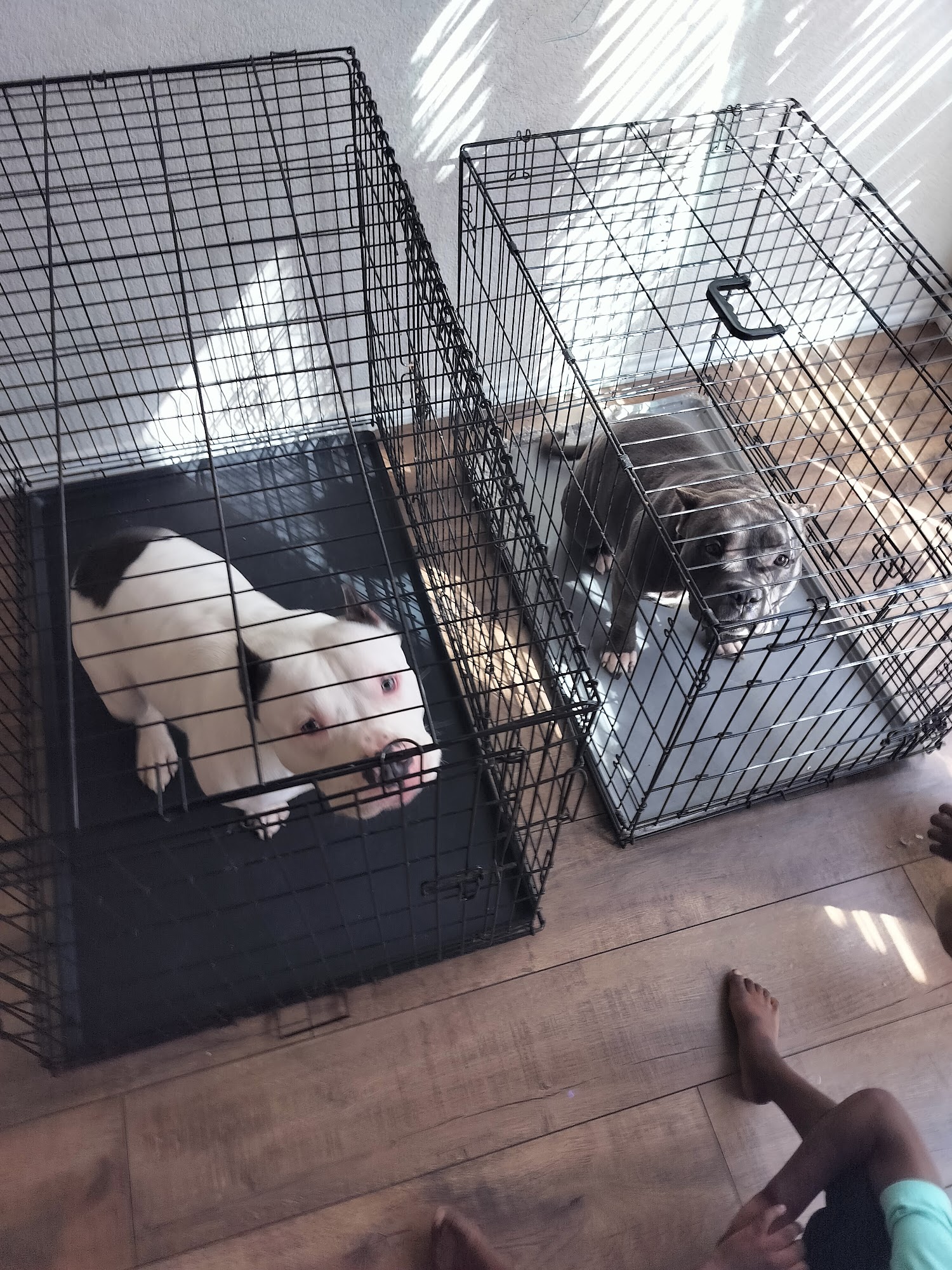 Sunnyvale Animal Shelter Sunnyvale