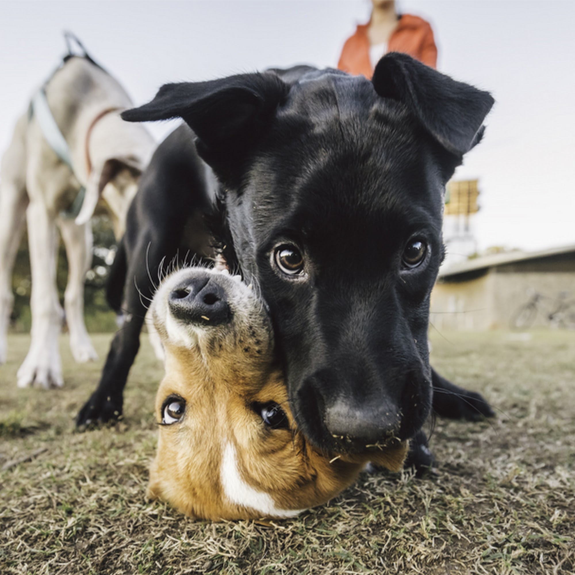 Vetco Total Care Animal Hospital Sunset Valley