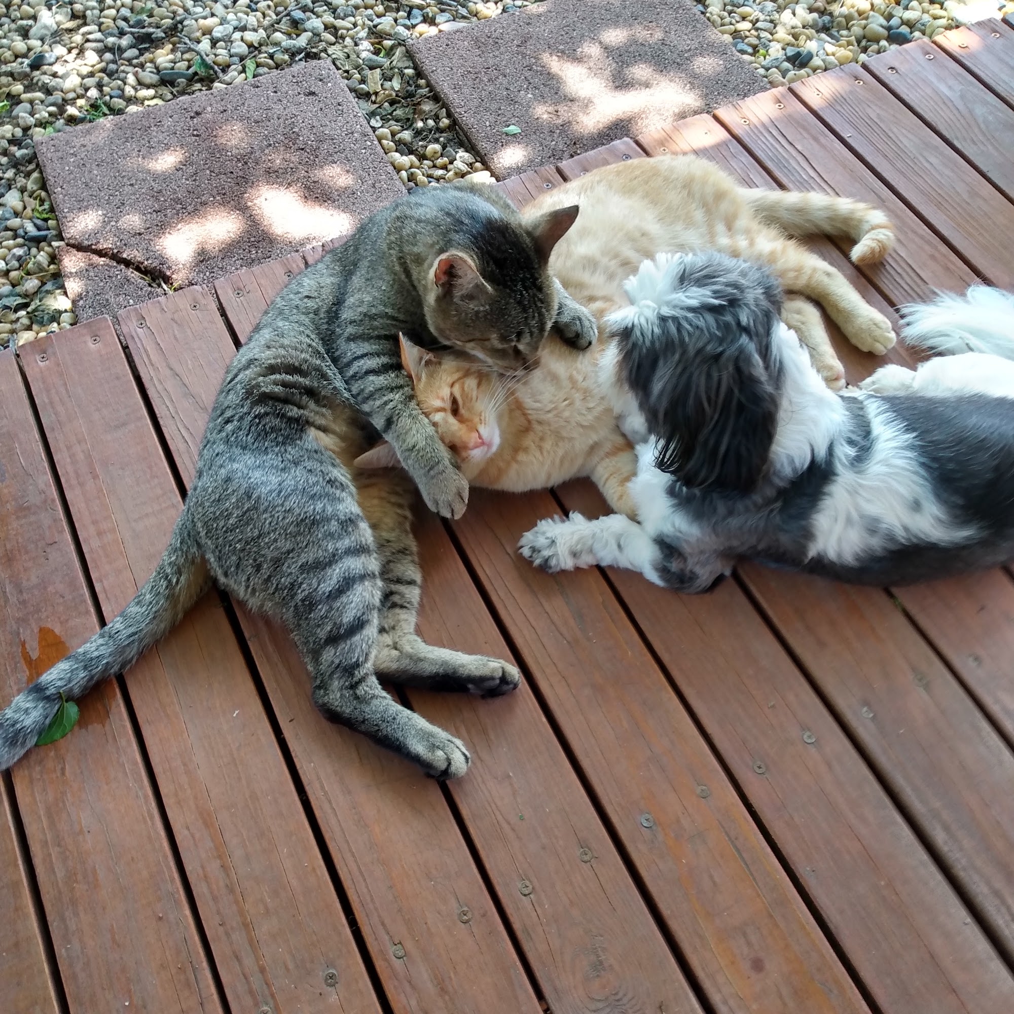 East Ridge Veterinary Hospital Sweetwater