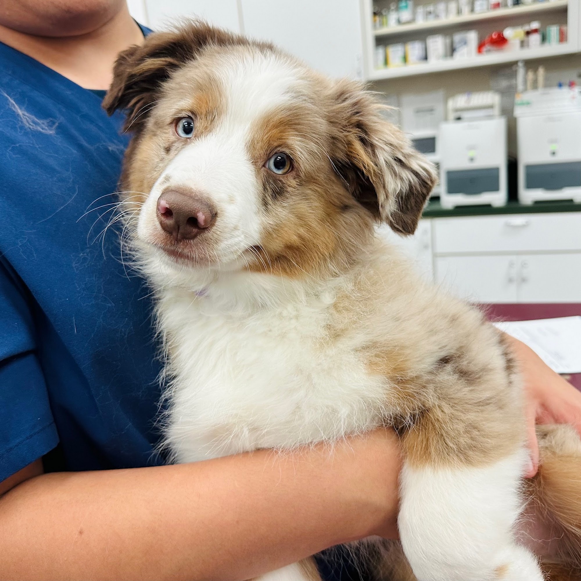 Graef Veterinary Hospital Taylor