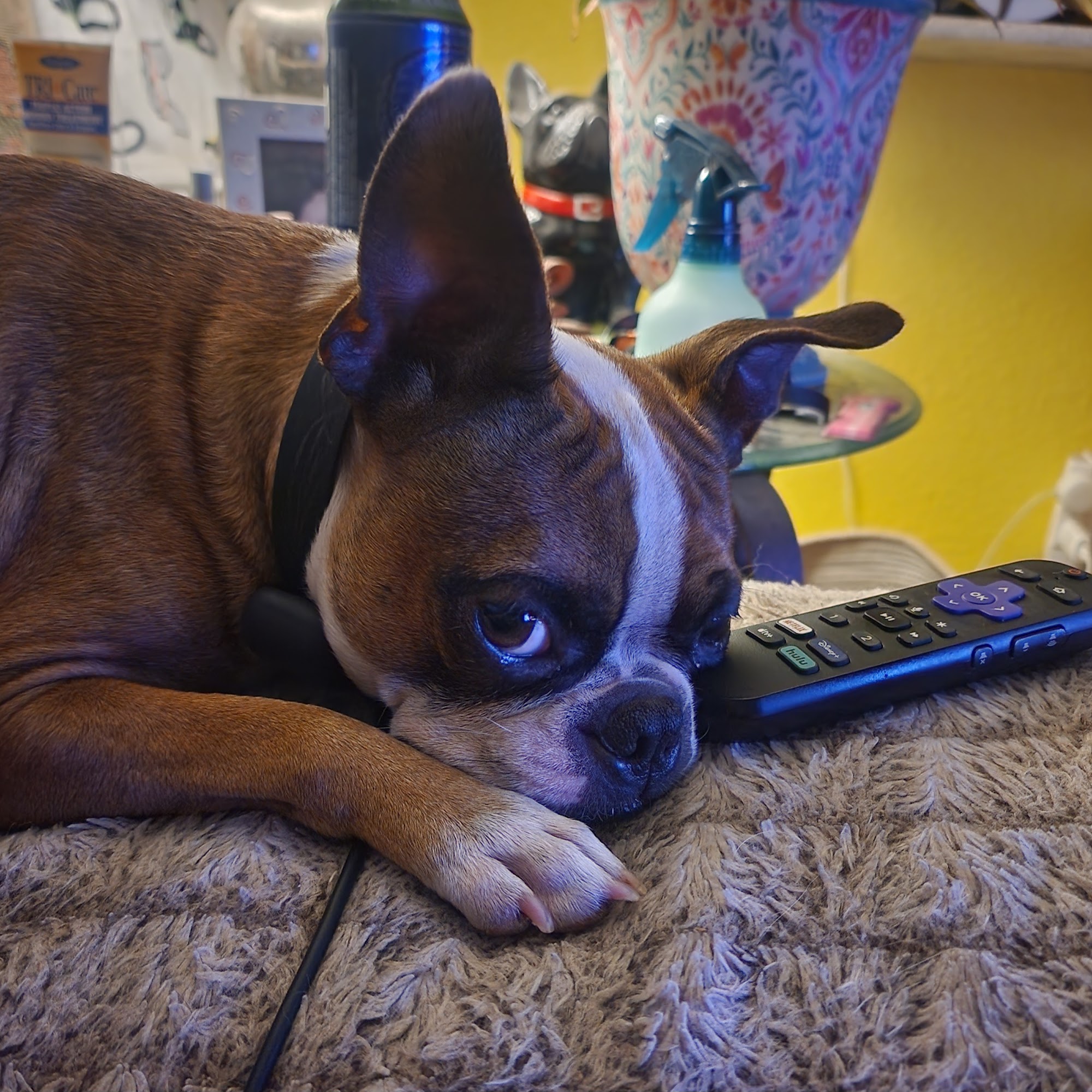 Animal Wellness Hospital Taylor