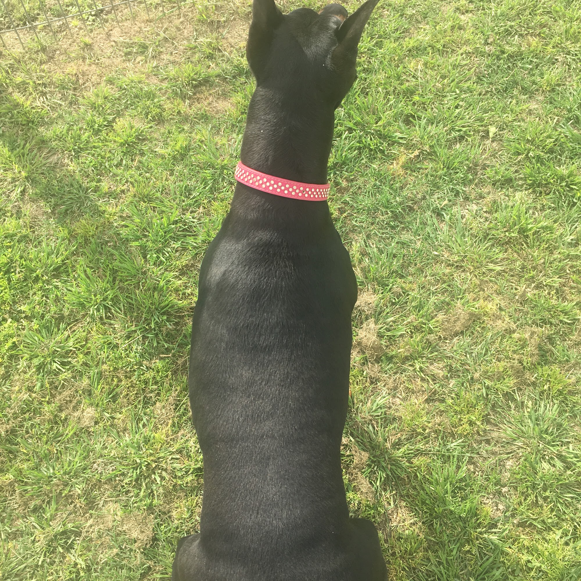 Diamond J Kennels Taylor