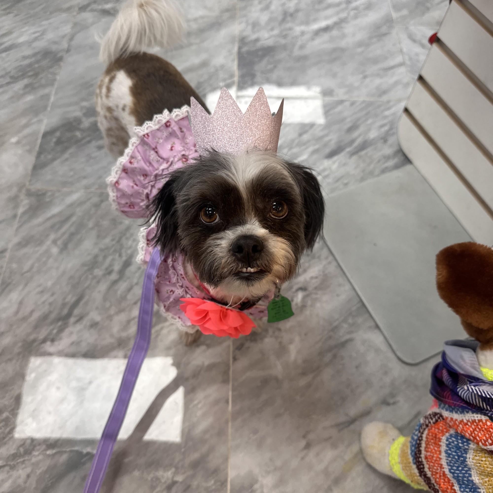 Temple Veterinary Hospital of Western Hills Temple