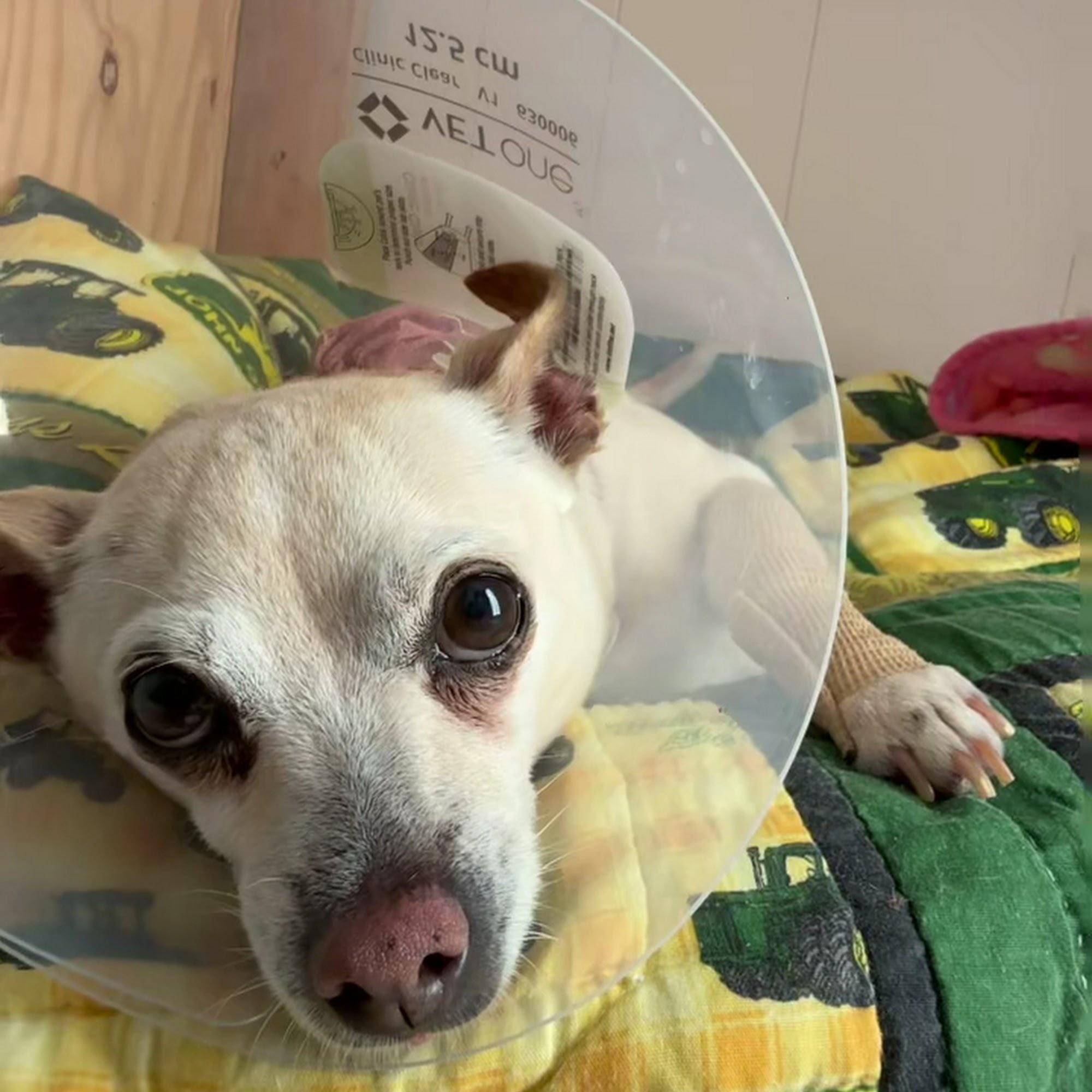 Animal Emergency Center of Temple- Belton Temple