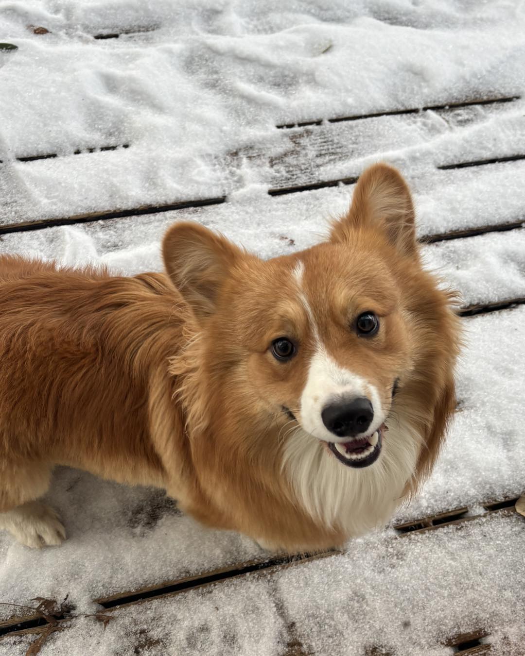 House of Furs Grooming Lounge Temple