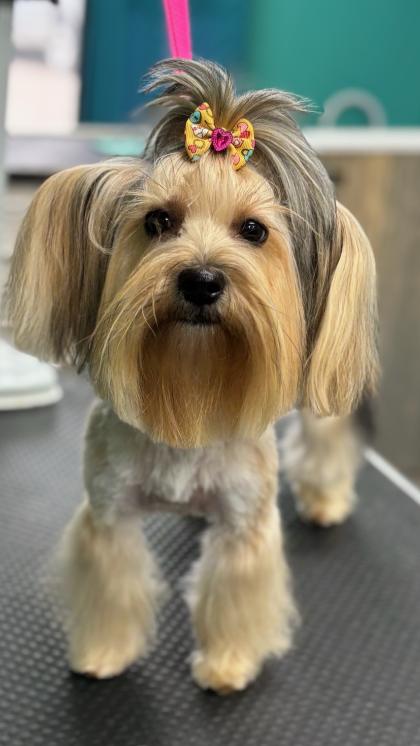 House of Furs Grooming Lounge Temple