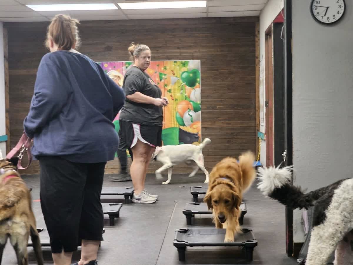 Alpha Leader K9 Training Temple