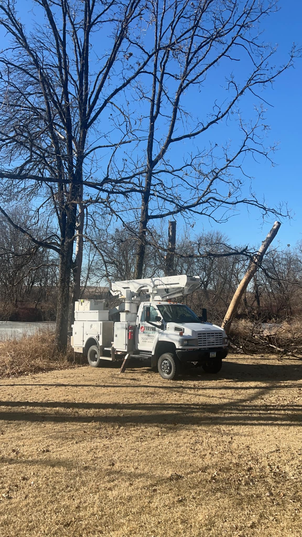 Tarzan Tree Service