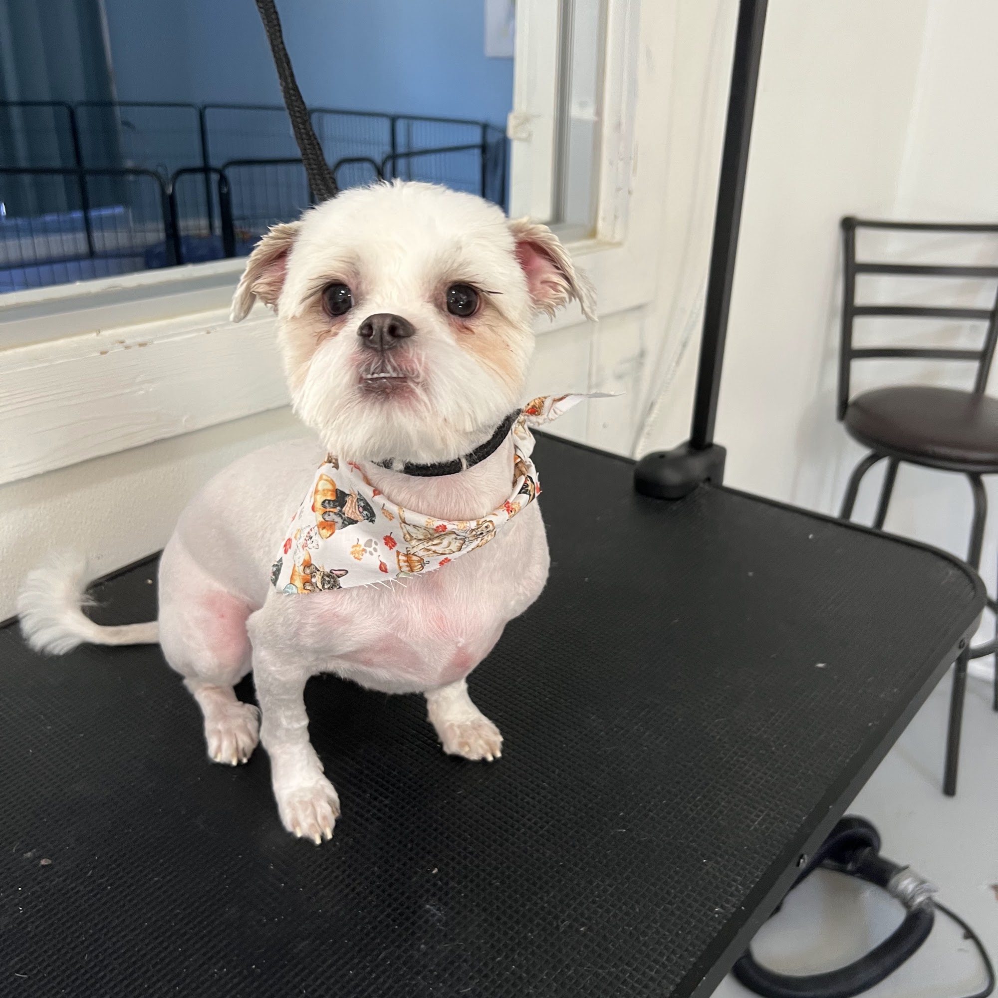 Bark & Beyond Pet Salon Temple