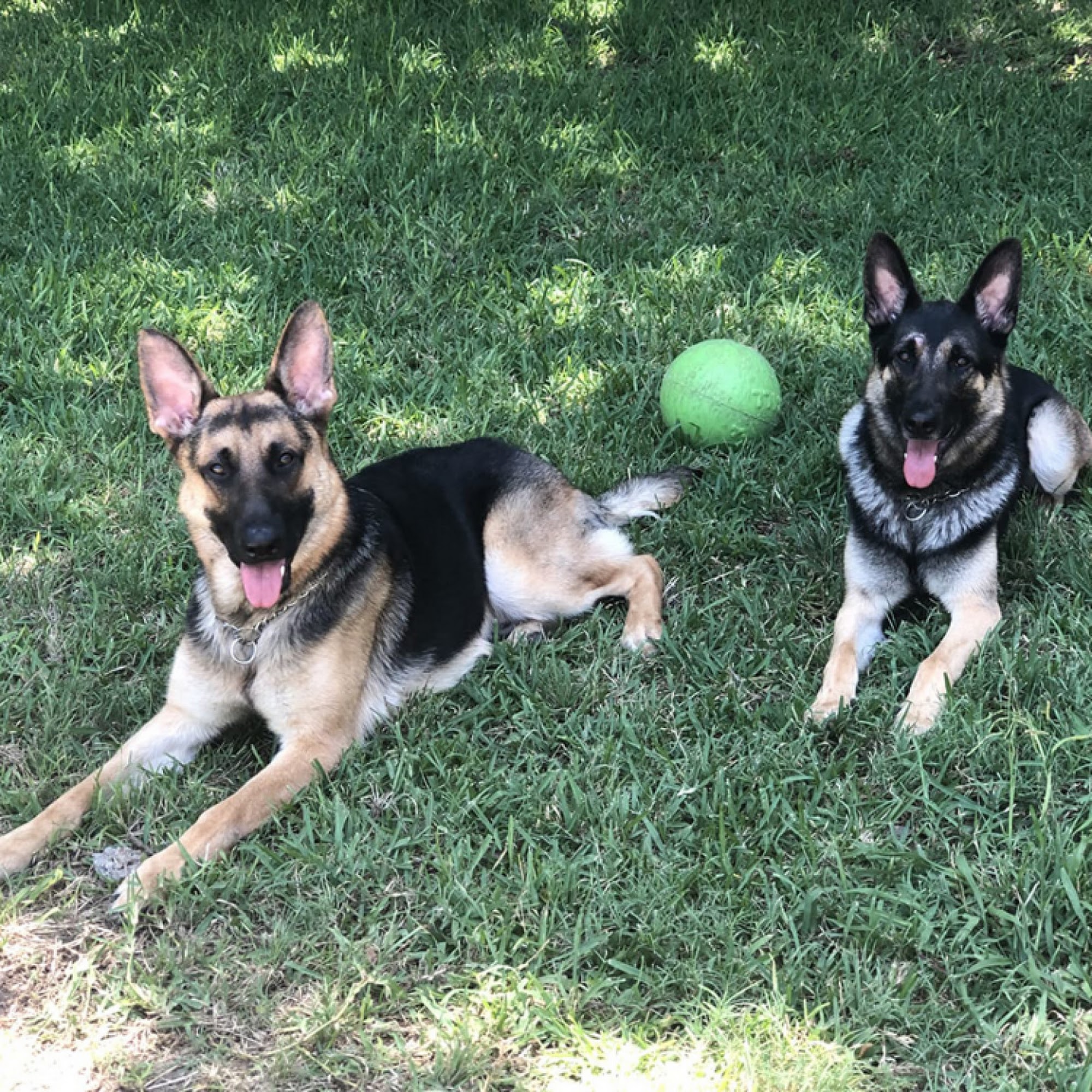 Posh Paws Pet Resort Temple