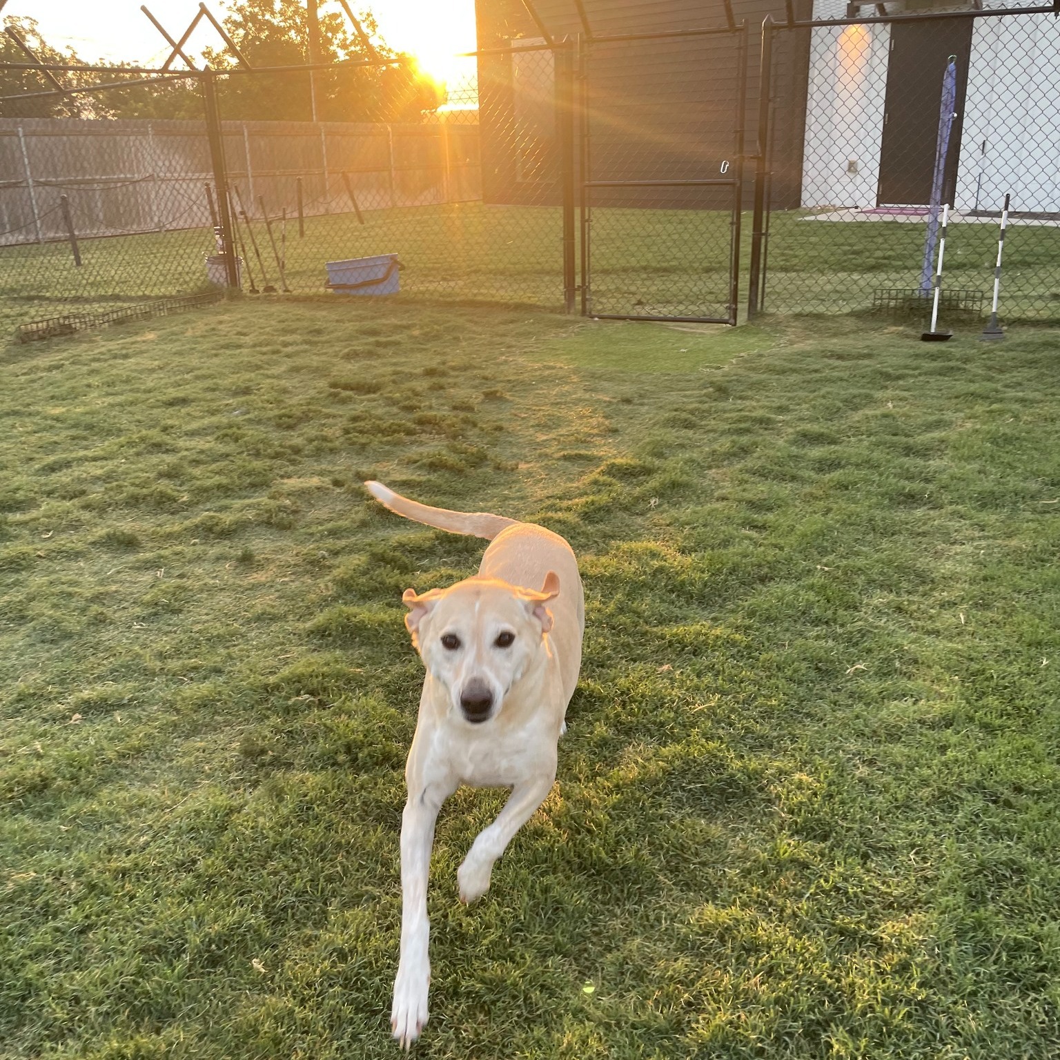 Barks + Bliss Veterinary Wellness Temple