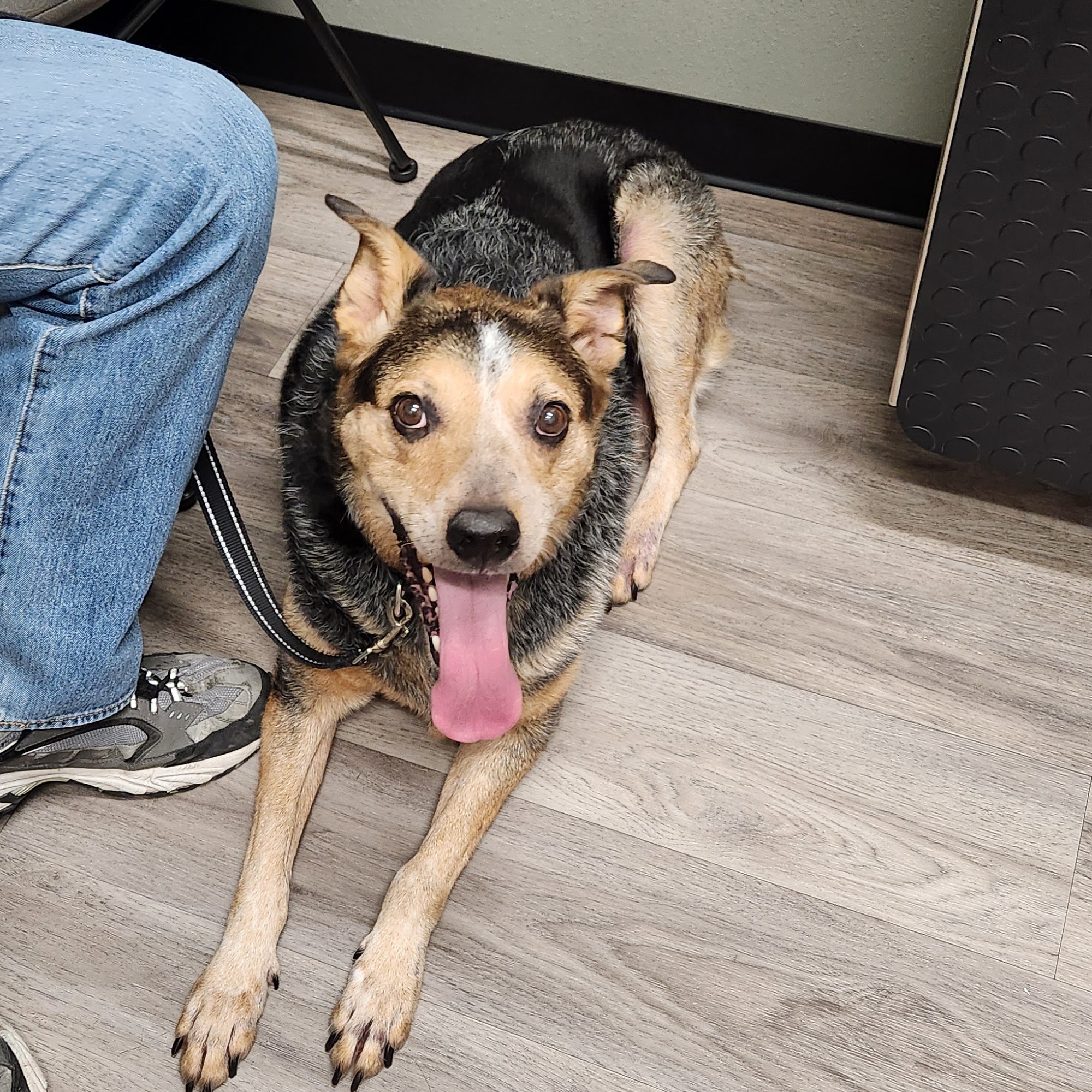 Barks + Bliss Veterinary Wellness Temple