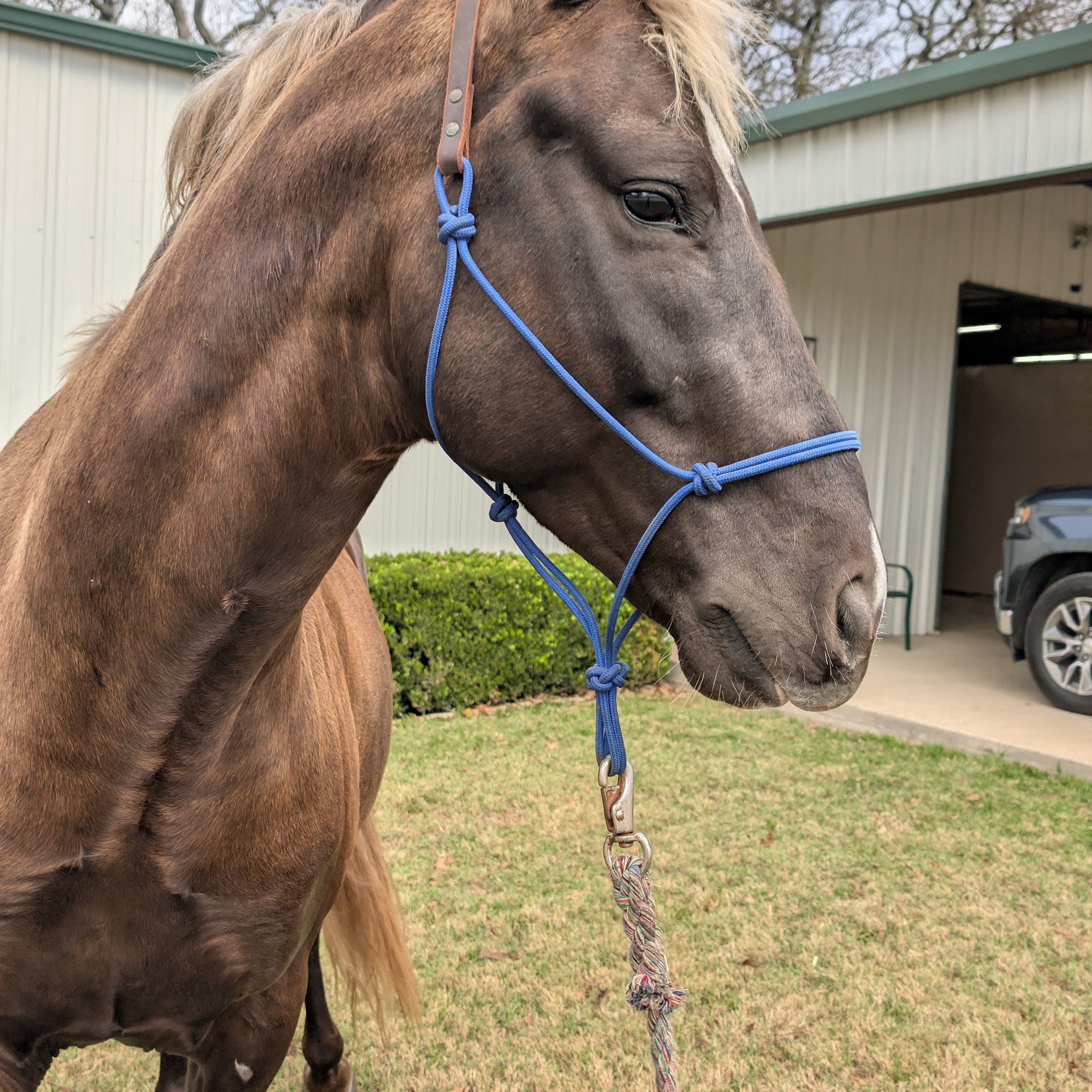 Equine Veterinary Services Terrell