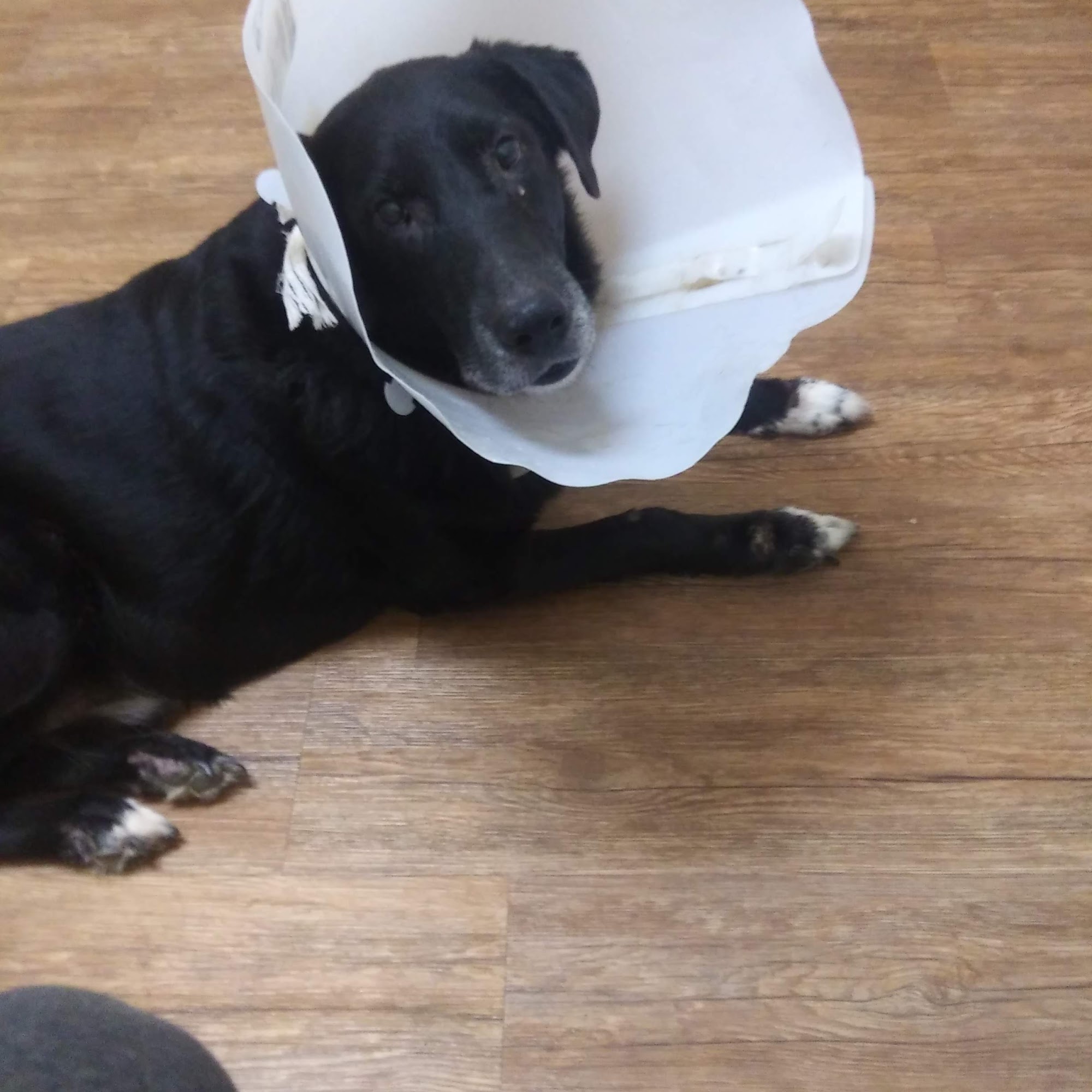 Terrell Veterinary Center Terrell